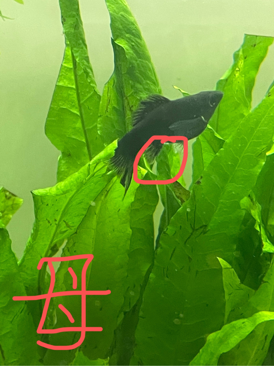 孔雀鱼玛丽鱼如何分公母 其实观察部位都是一样的.