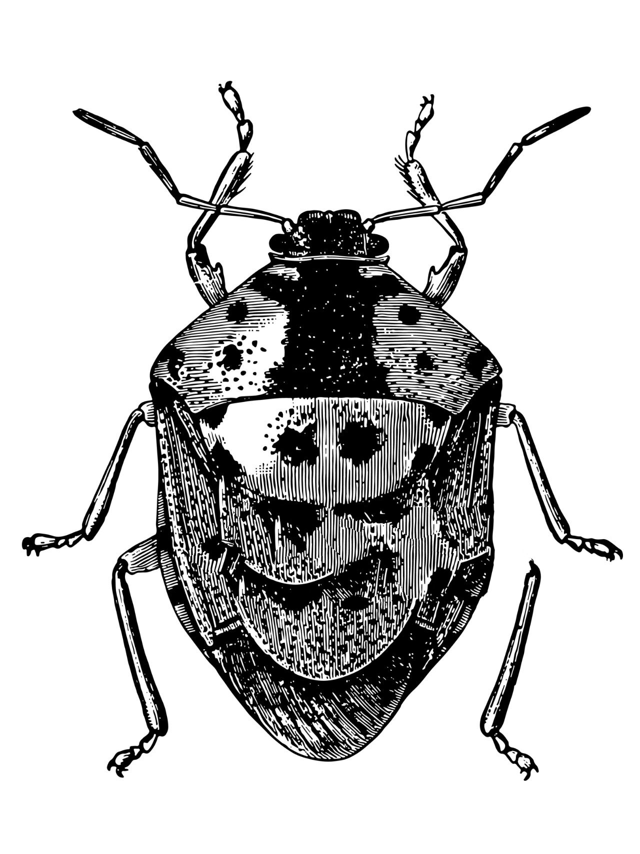 昆虫线描写生高清图67张