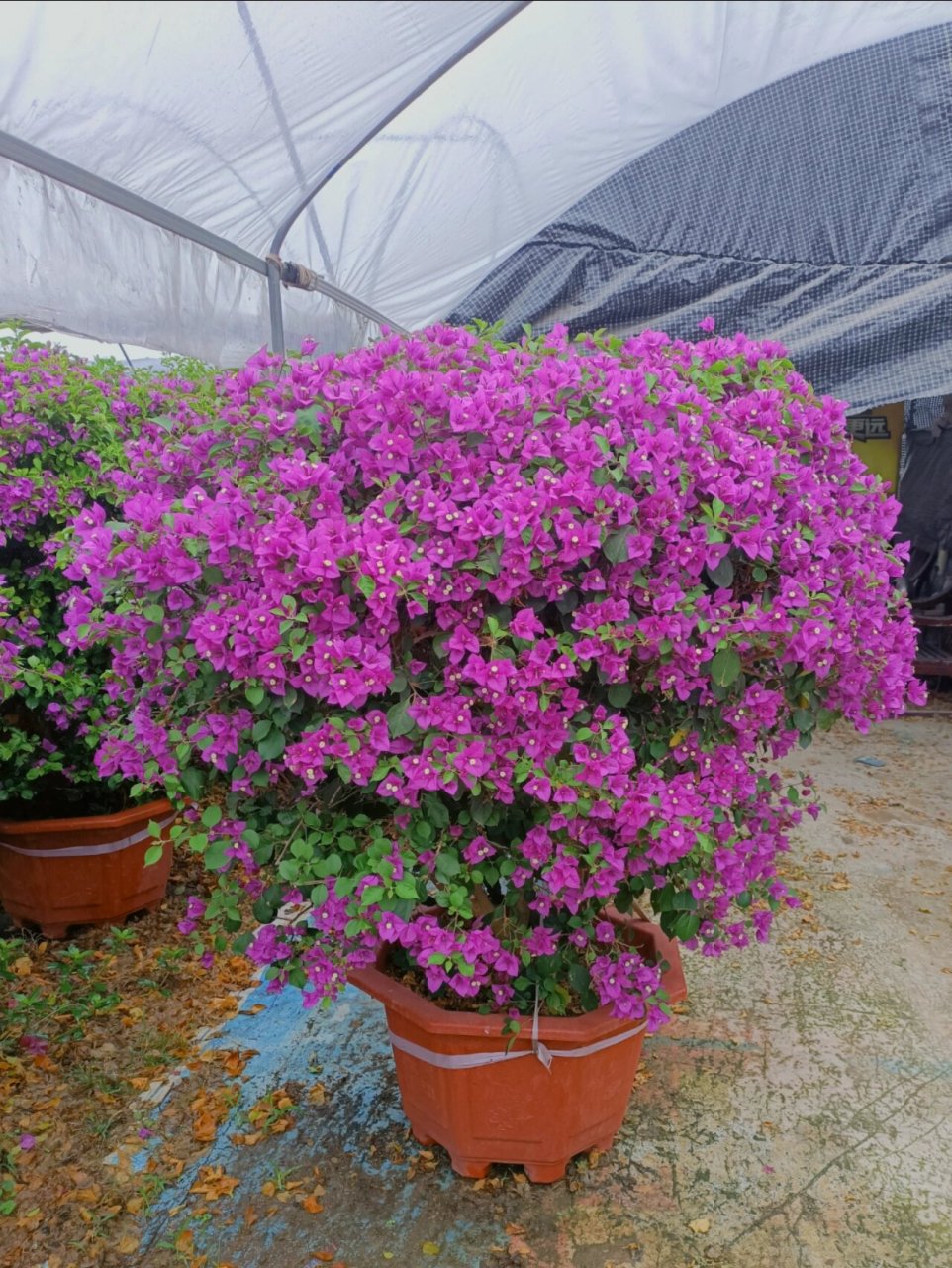 小叶紫三角梅球正是花季真正的"姹紫"美花 三角梅春季开花