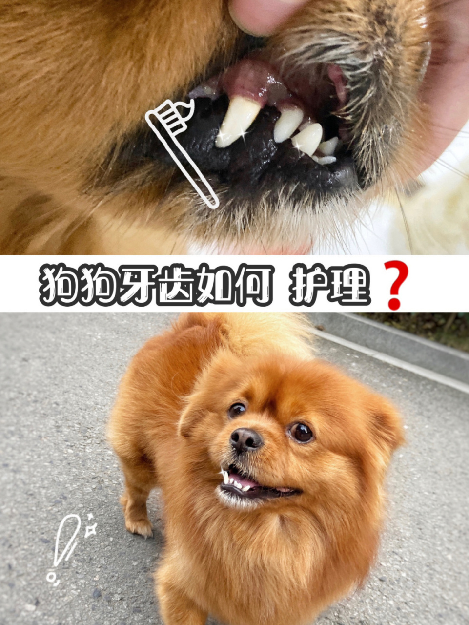 揪97|养狗经验之狗狗牙齿该07如何护理 我家小朋友四岁啦,身体都