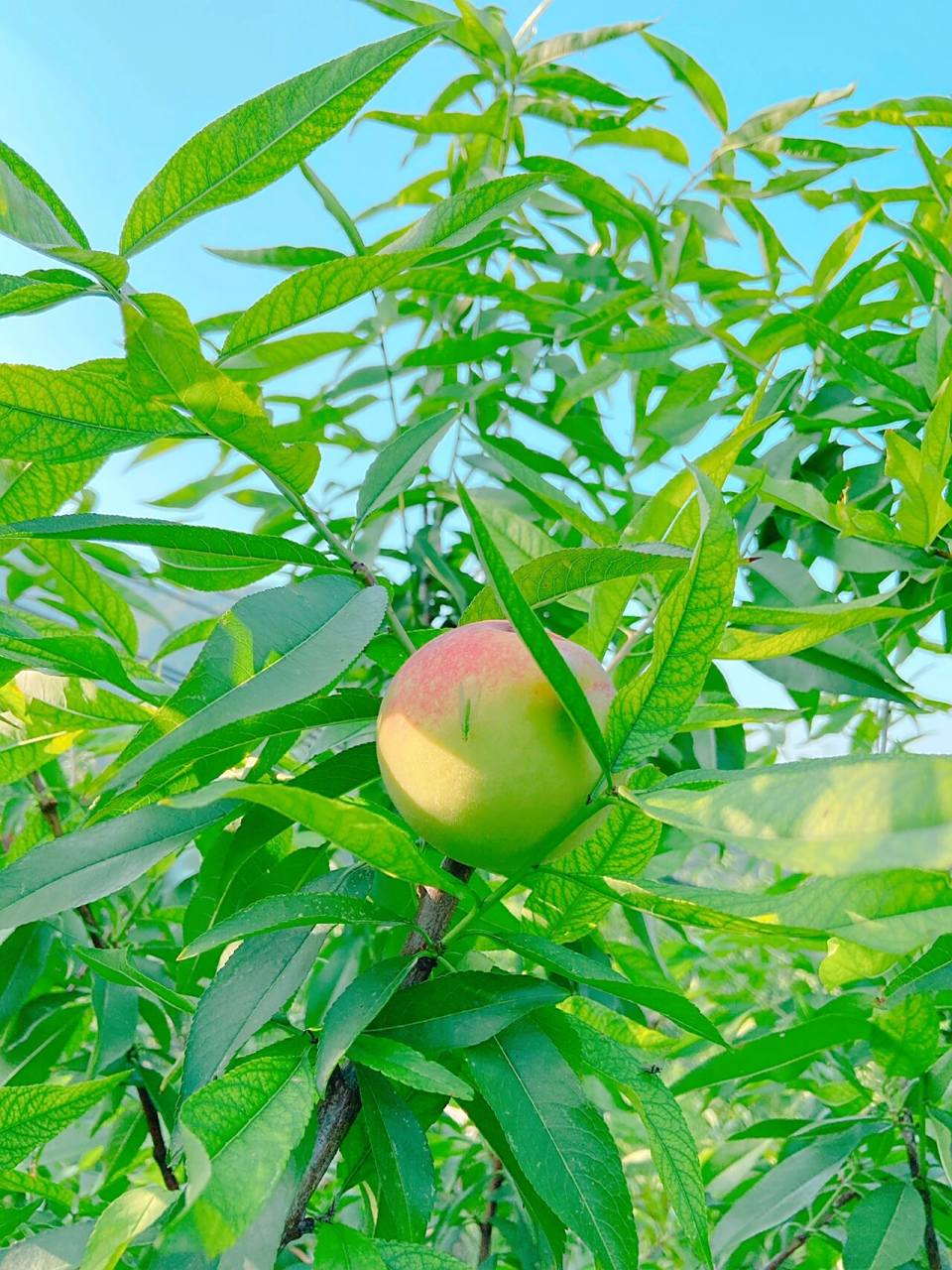 桃子99青的红的都一样超级甜,可以先尝后摘,不甜不要钱.