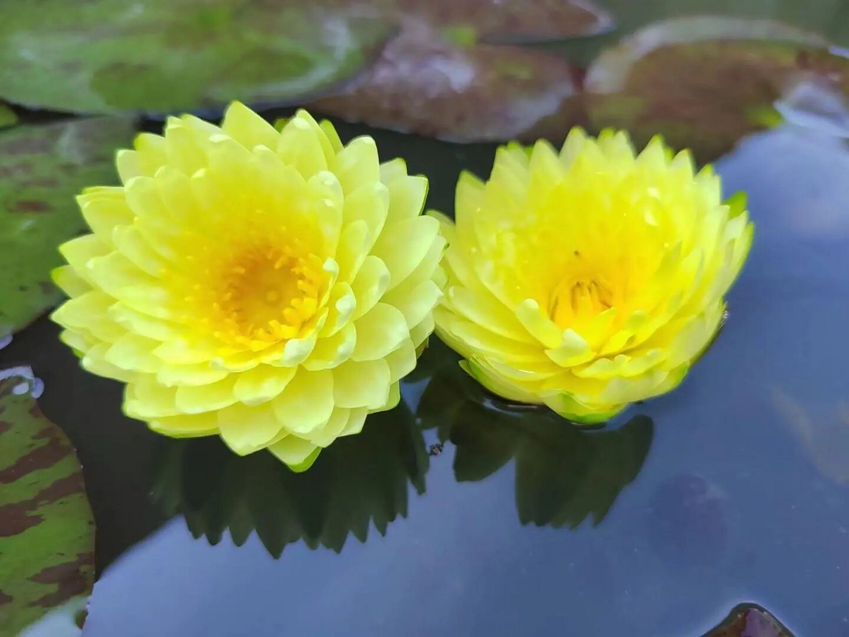 完美花型 睡莲普拉卡    大型耐寒品种,45cm以上外盆口径直接种植,或