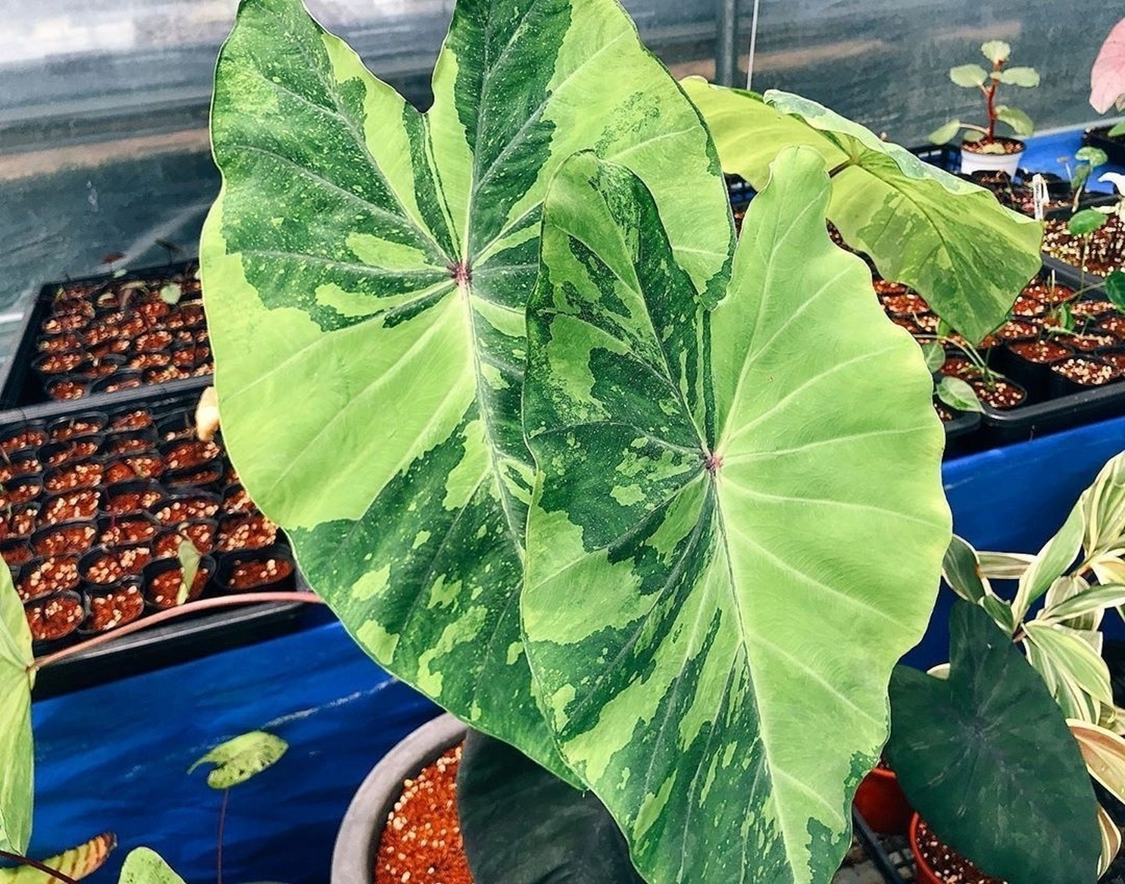 芋属全图鉴图片索引/对照锦化植物海芋订正 colocasia esculenta 芋头