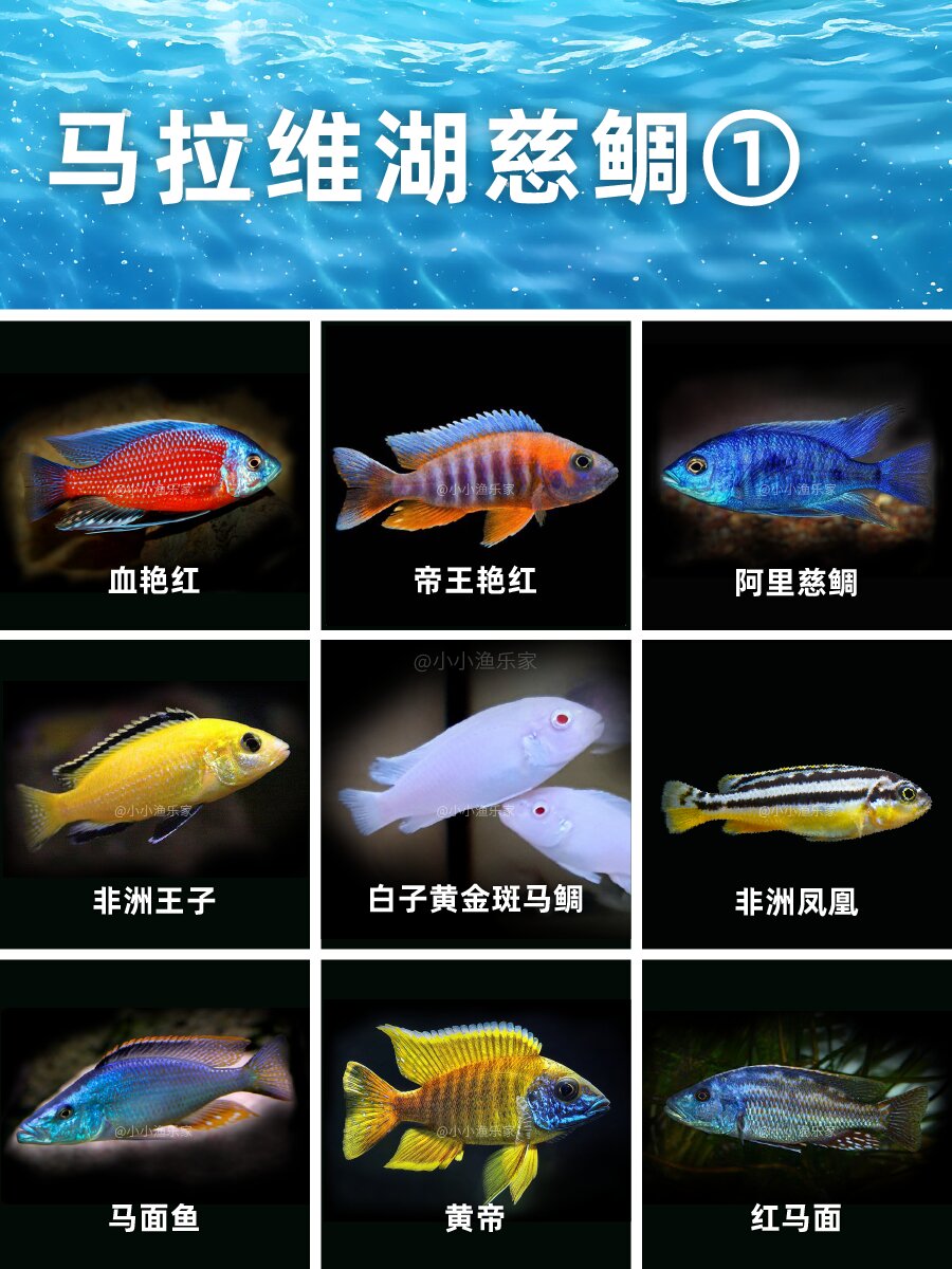 上最全的三湖慈鲷合集