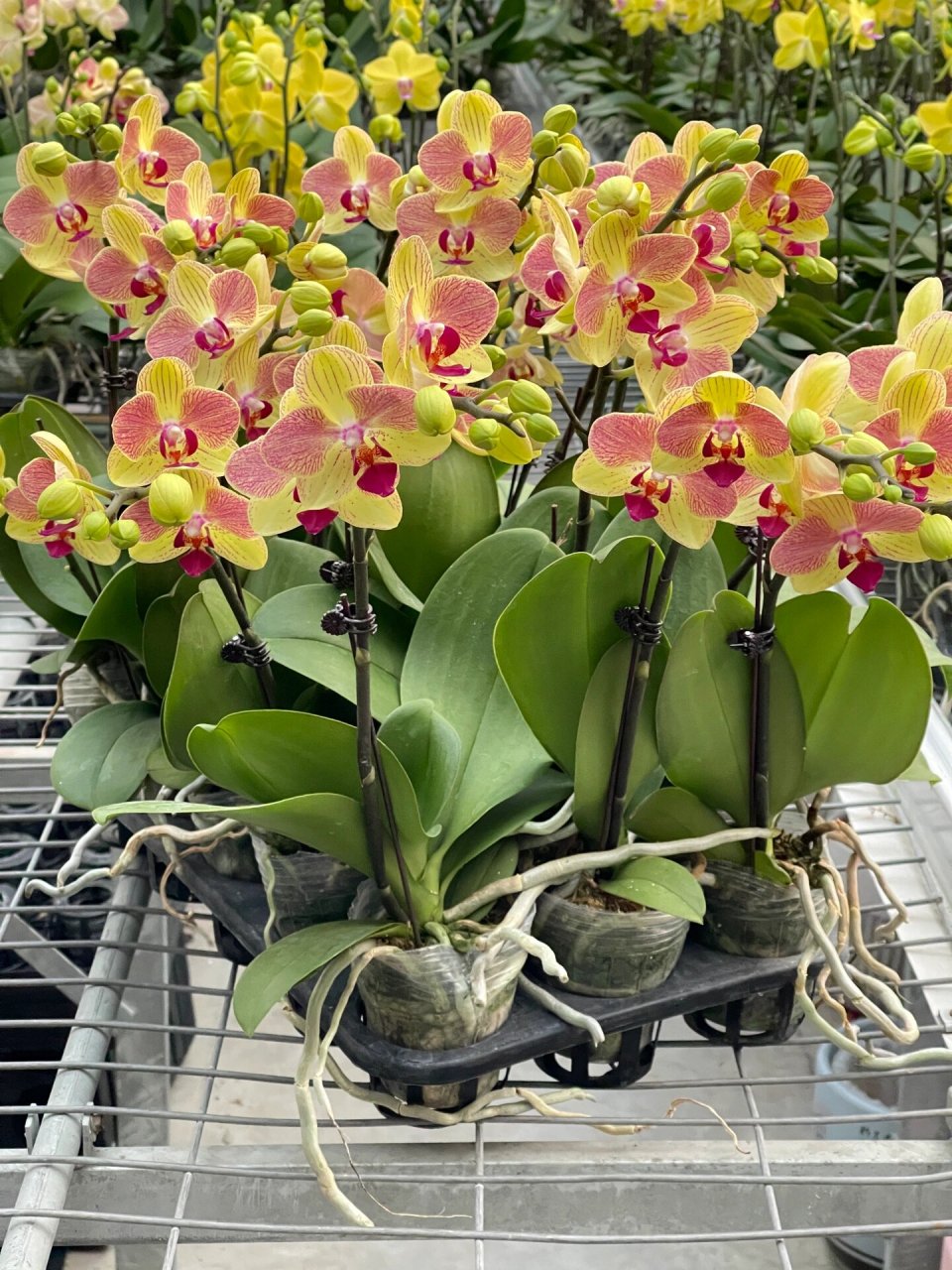 蝴蝶兰·三色鸟