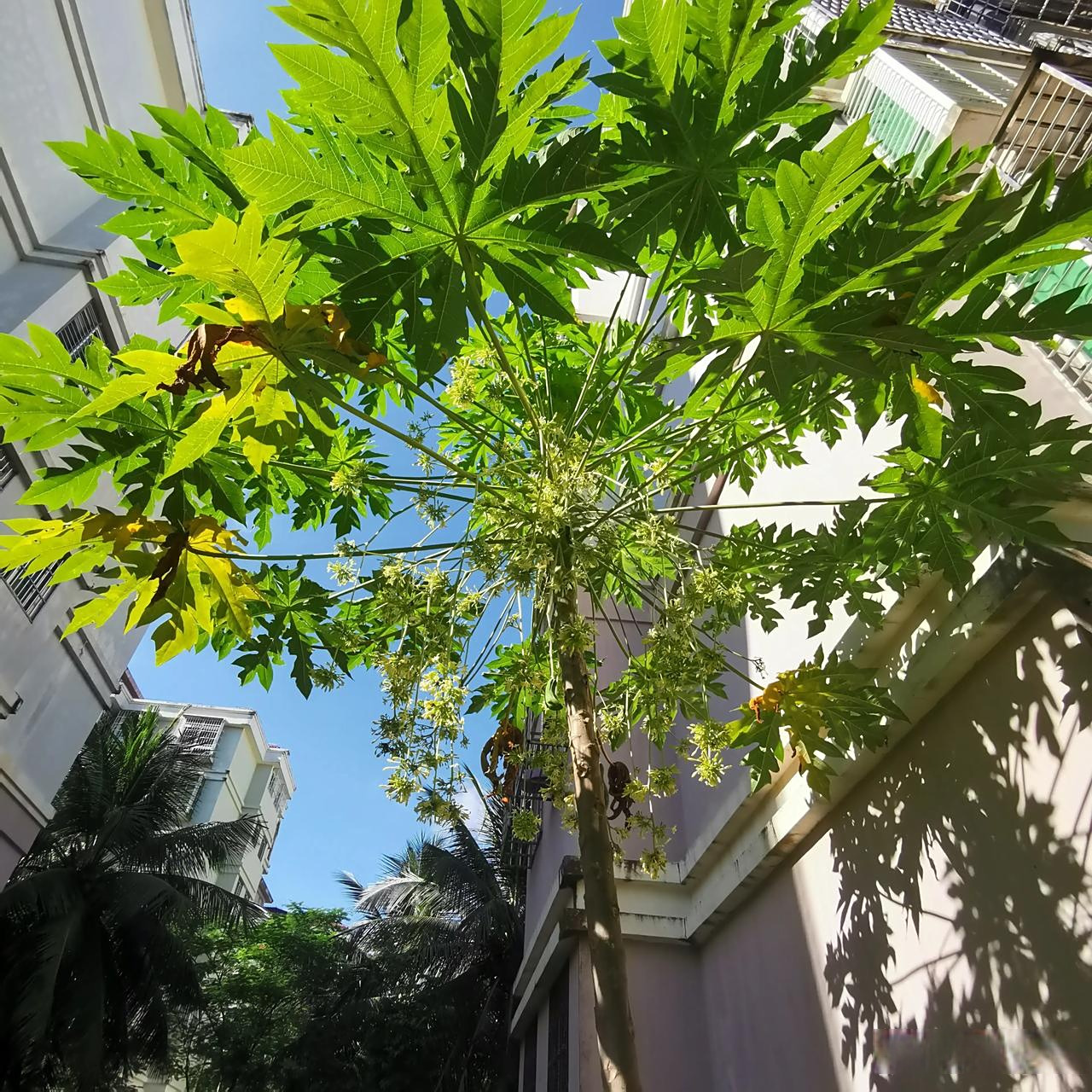 为啥自然界连公的树开的花都比母的好看