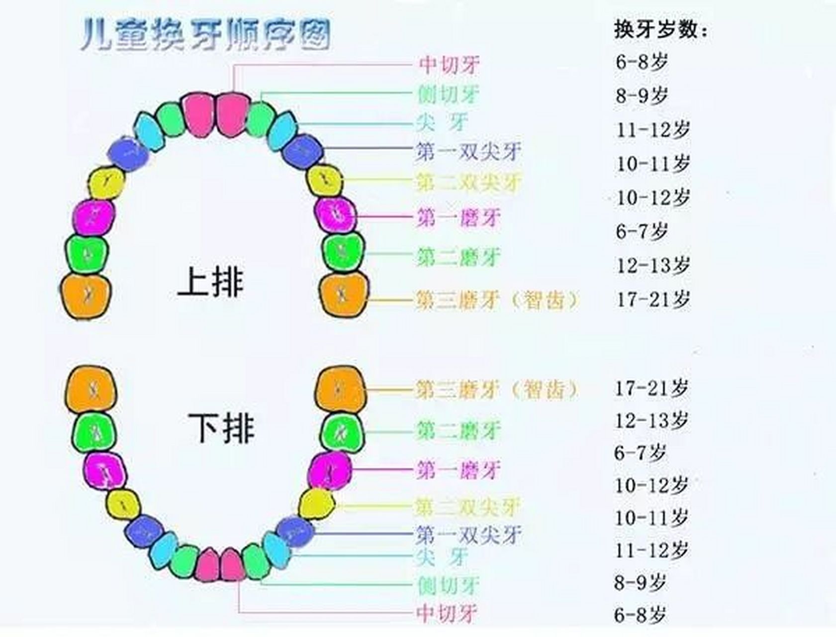 儿童六龄齿位置图片