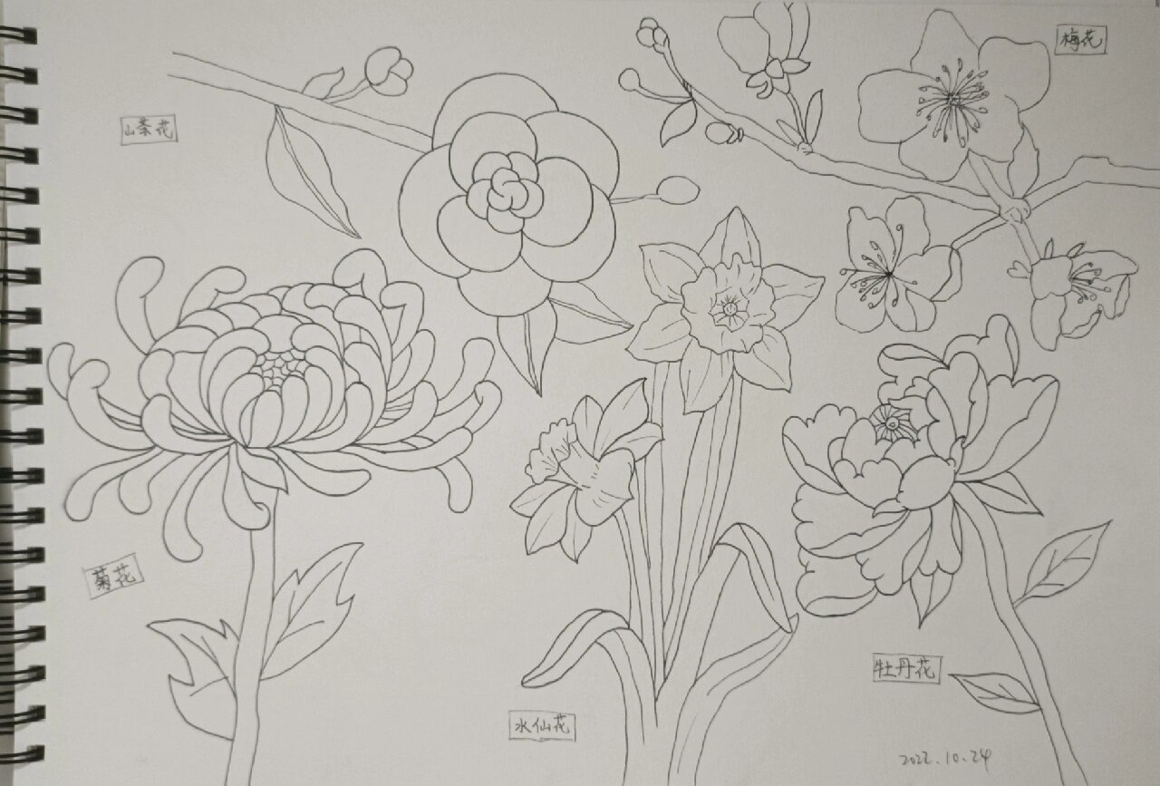 中国十大名花简笔画篇