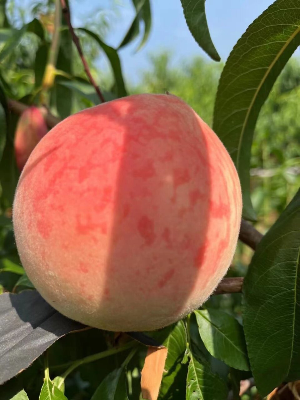 泰安肥桃 泰安肥城刘台桃,距今已经有1100年的栽种