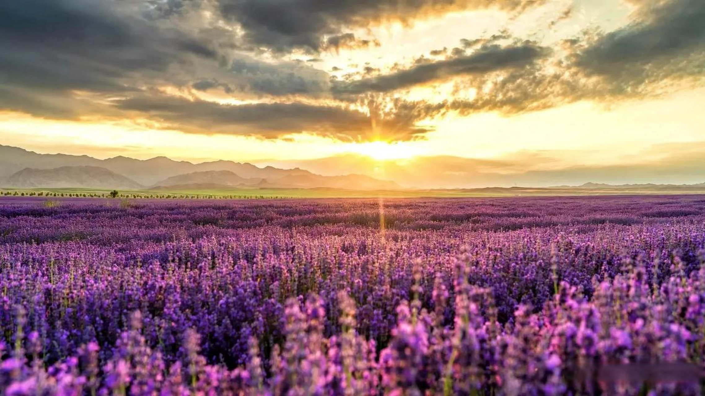 夏日的风,轻柔地吹过天山花海,掀开了伊犁河谷一幅幅如梦如幻的美丽