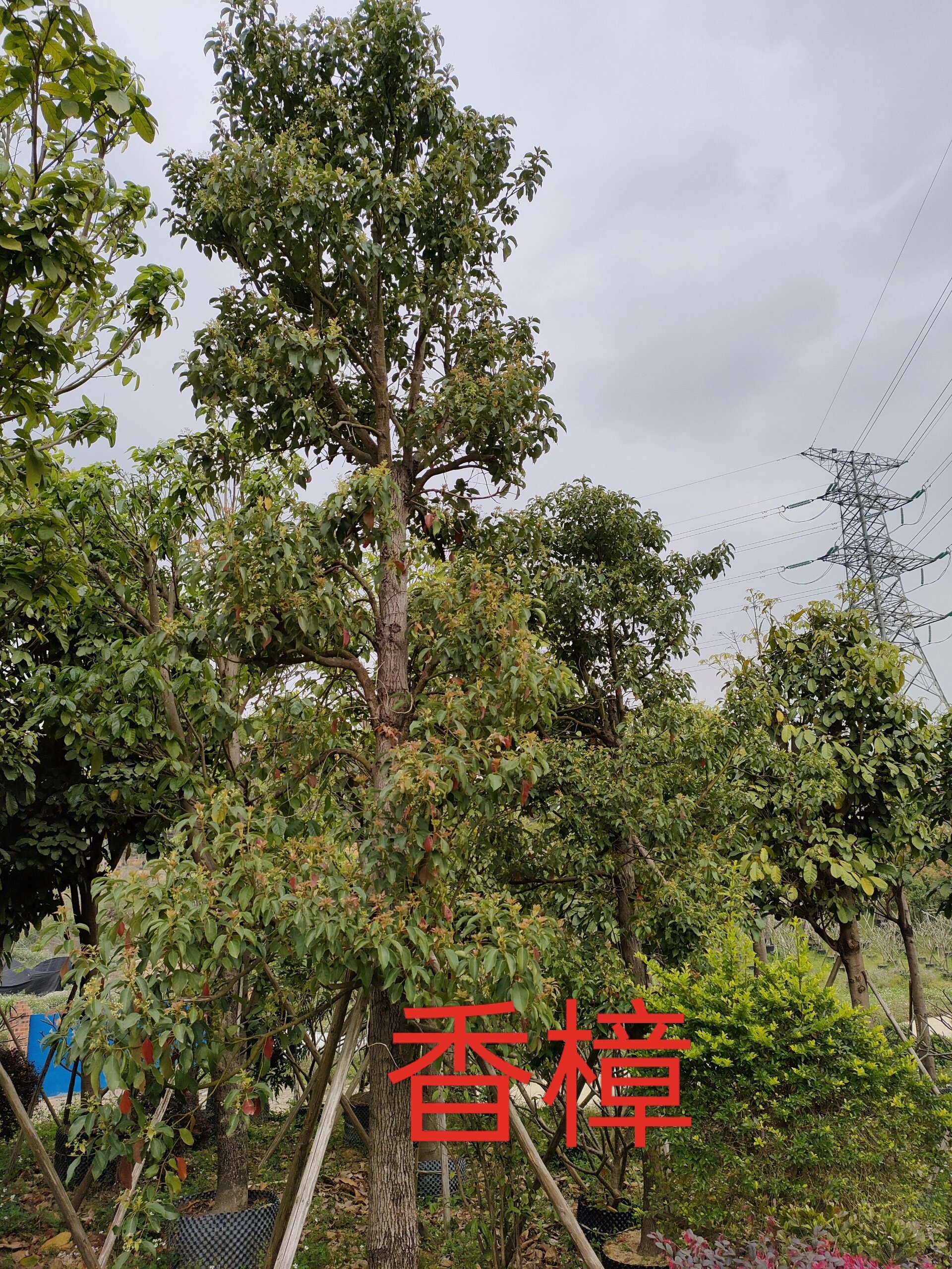 精品移栽小叶香樟树8,10,12,15公分