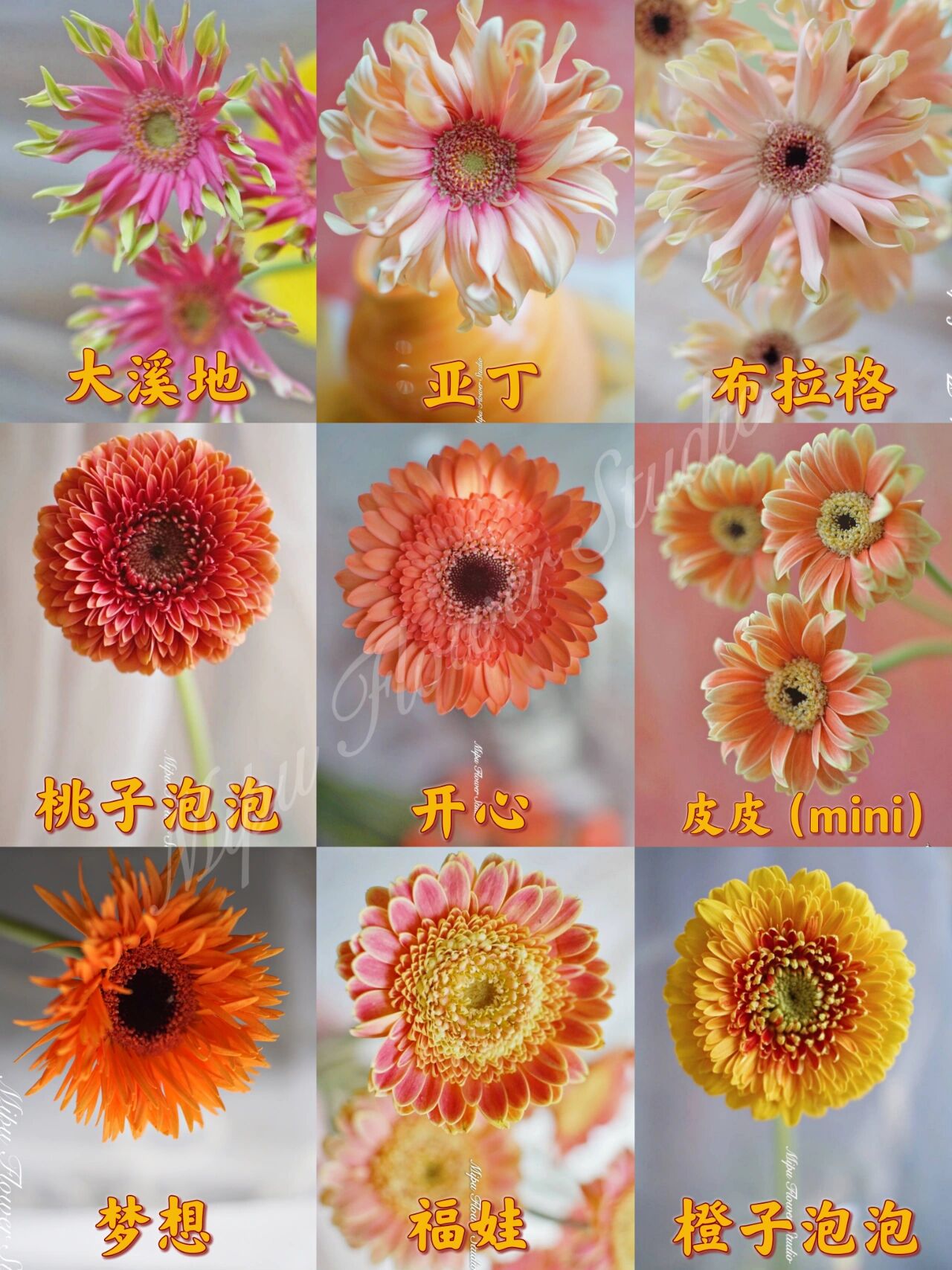 非洲菊品种名称图片