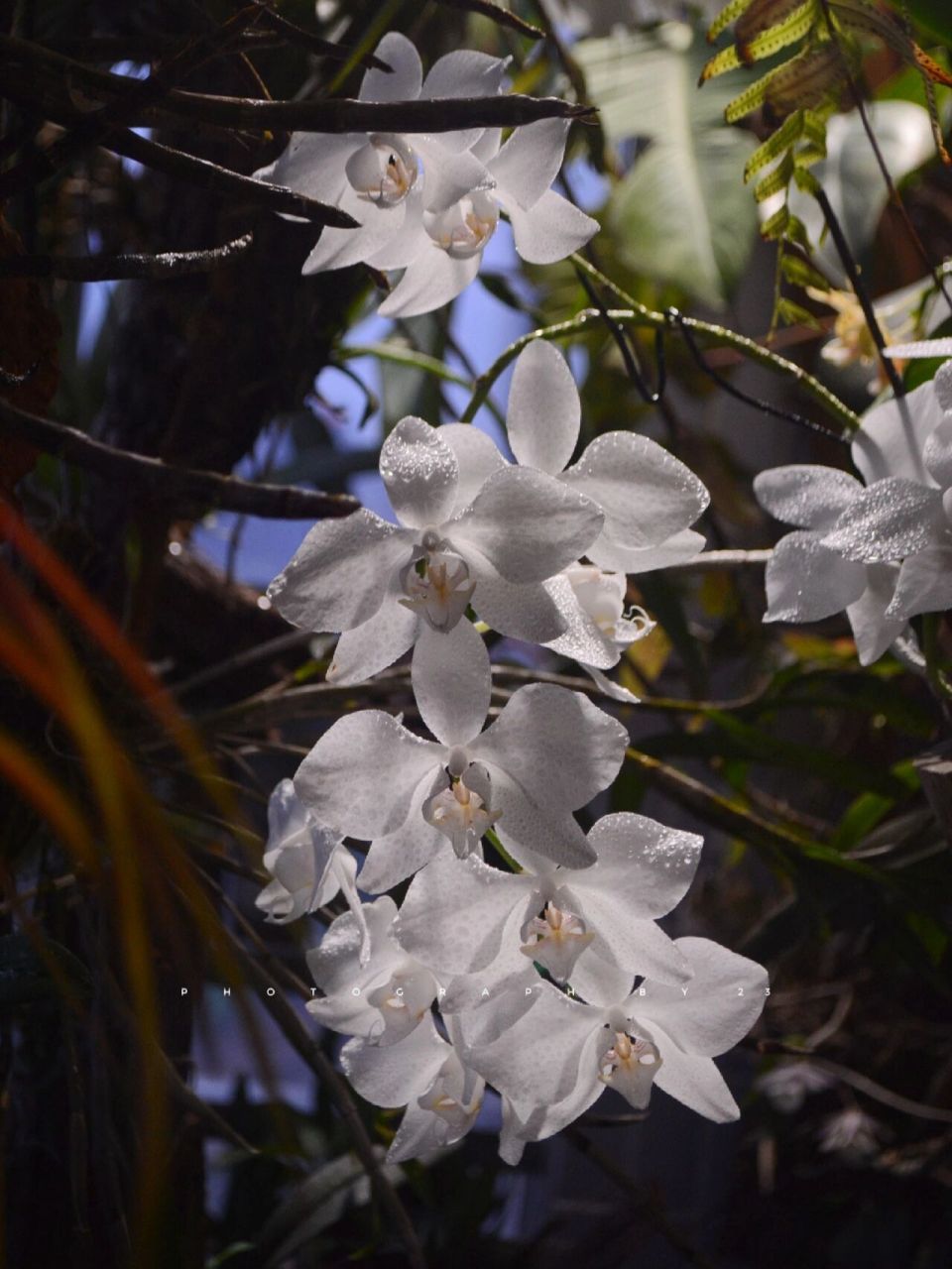 花园里的白月光,07 91phalaenopsis aphrodite 菲律宾阿婆蝴蝶兰