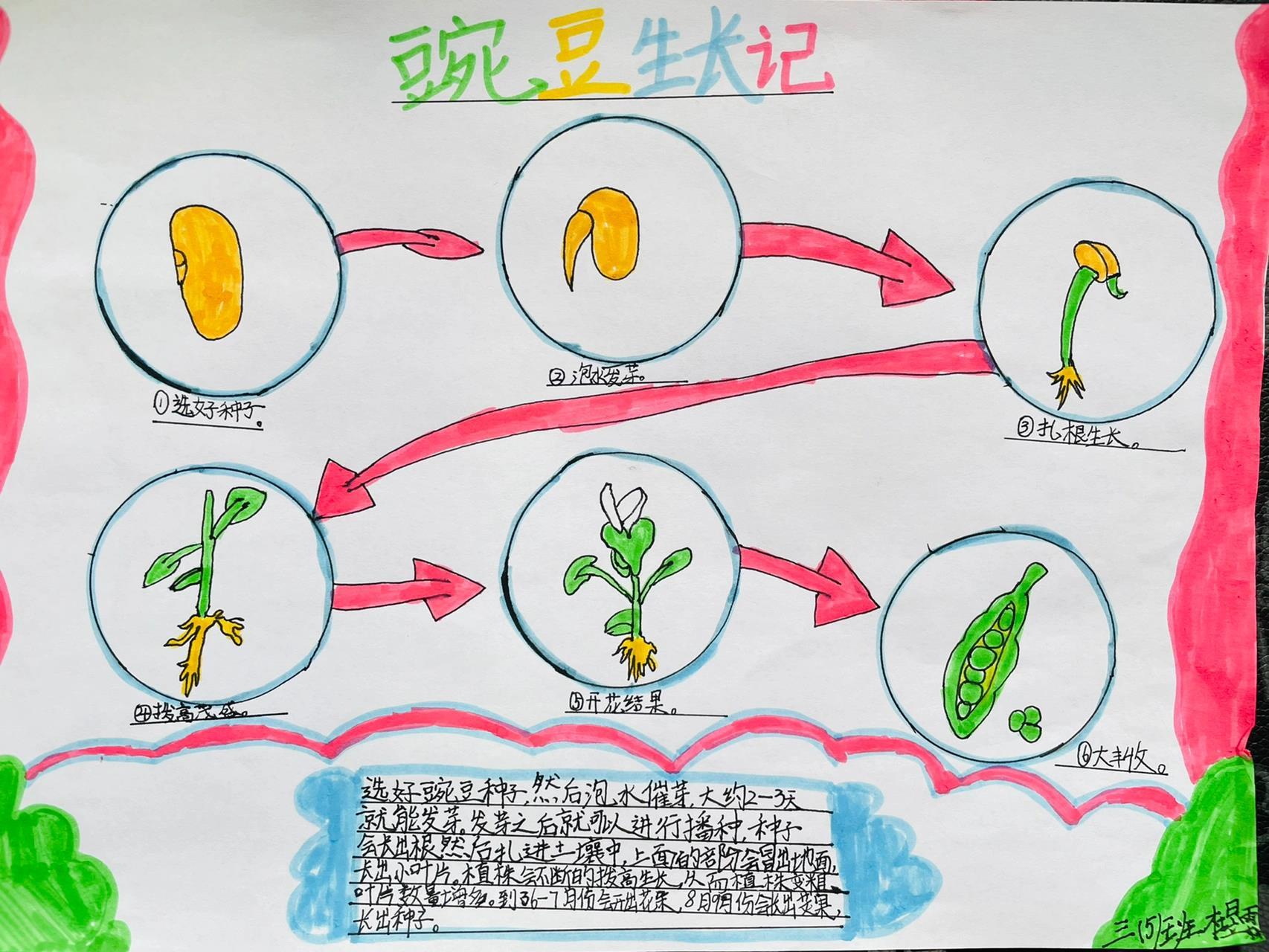 植物繁殖手抄报图片