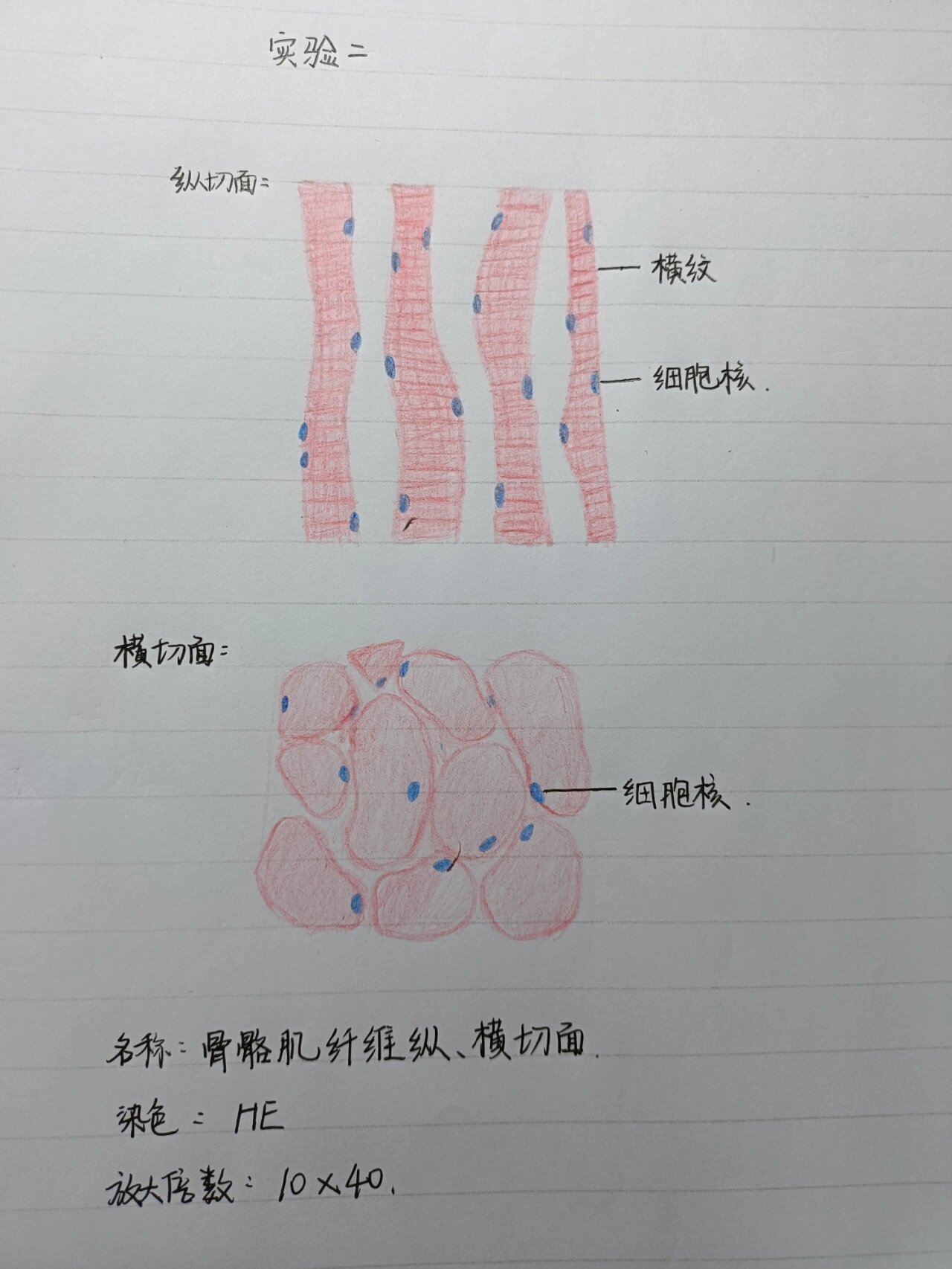 骨骼肌纤维细胞横,纵切面