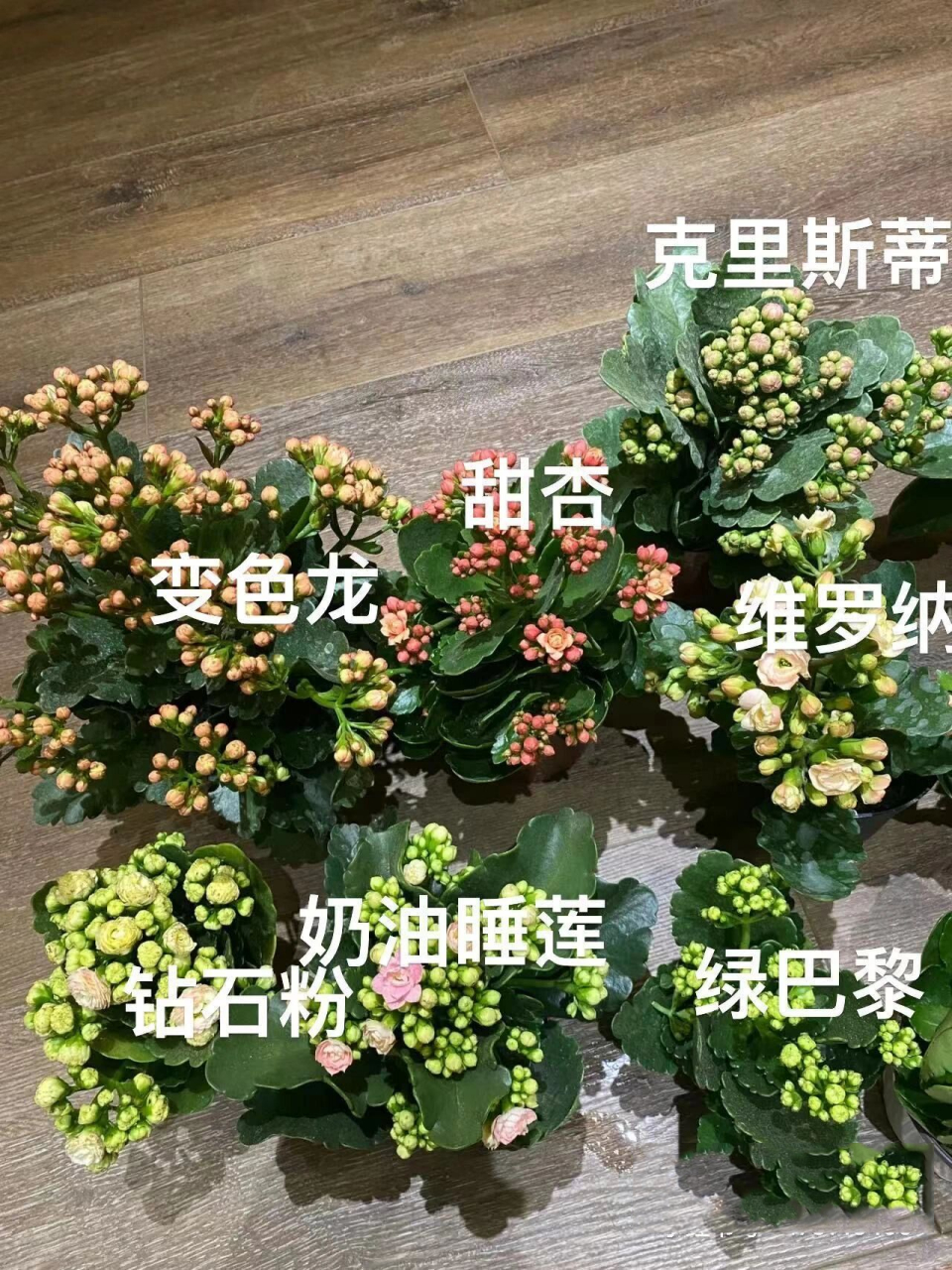 长寿花品种辨认 接上一篇 客服让我放在一起拍照,我拍完照就放回花架