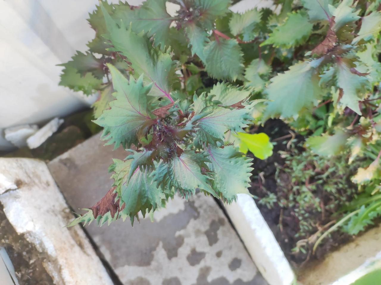 紫苏蜂蜜有什么作用(紫苏蜜的功效与作用及食用方法)