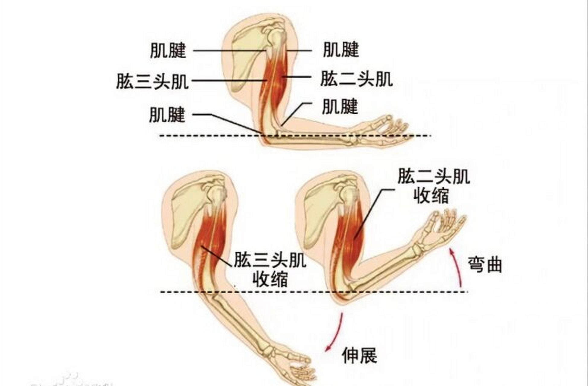 16615哑铃交替弯举 这个动作要借助哑铃完成,主要增加肱二头肌的