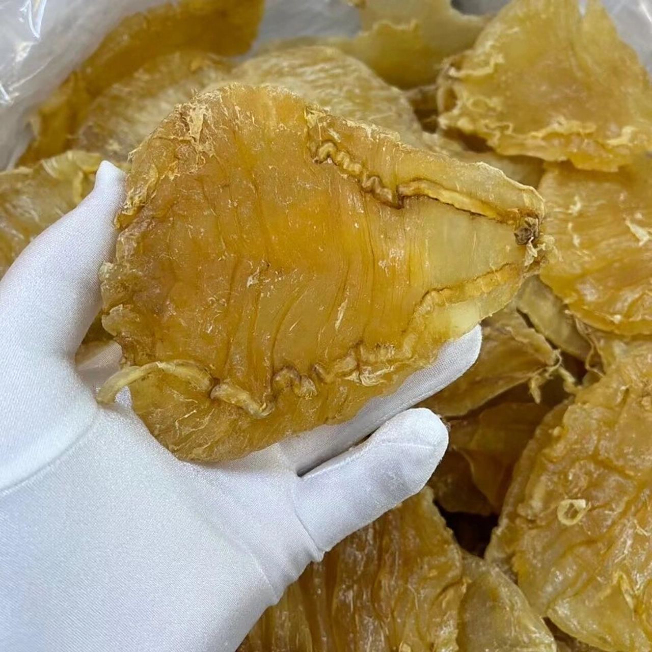 足干年份老货,吃老胶一斤顶三斤新胶 超级漂亮双芽鱼胶,又叫安南双芽