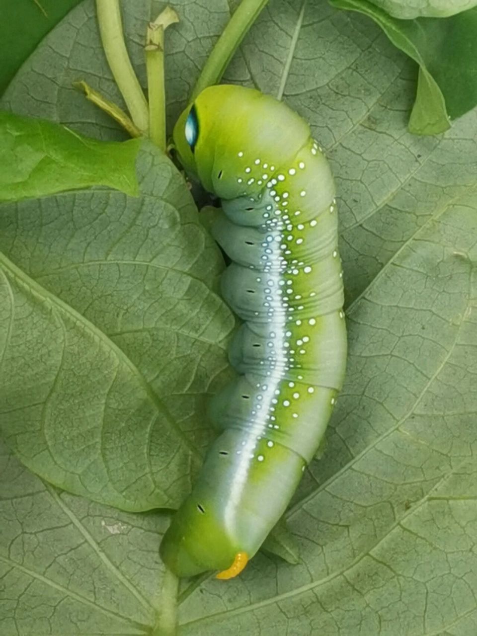 一查果然是,整盆的长春花(夹竹桃科)都被啃完了!