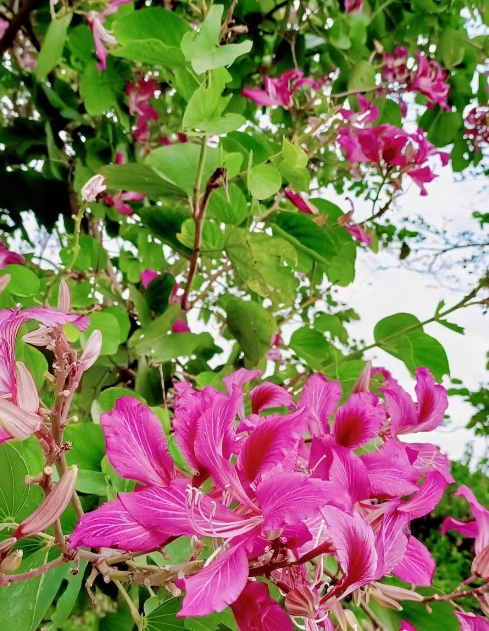 每天认识一种植物 --紫荆 紫荆花,中药名.