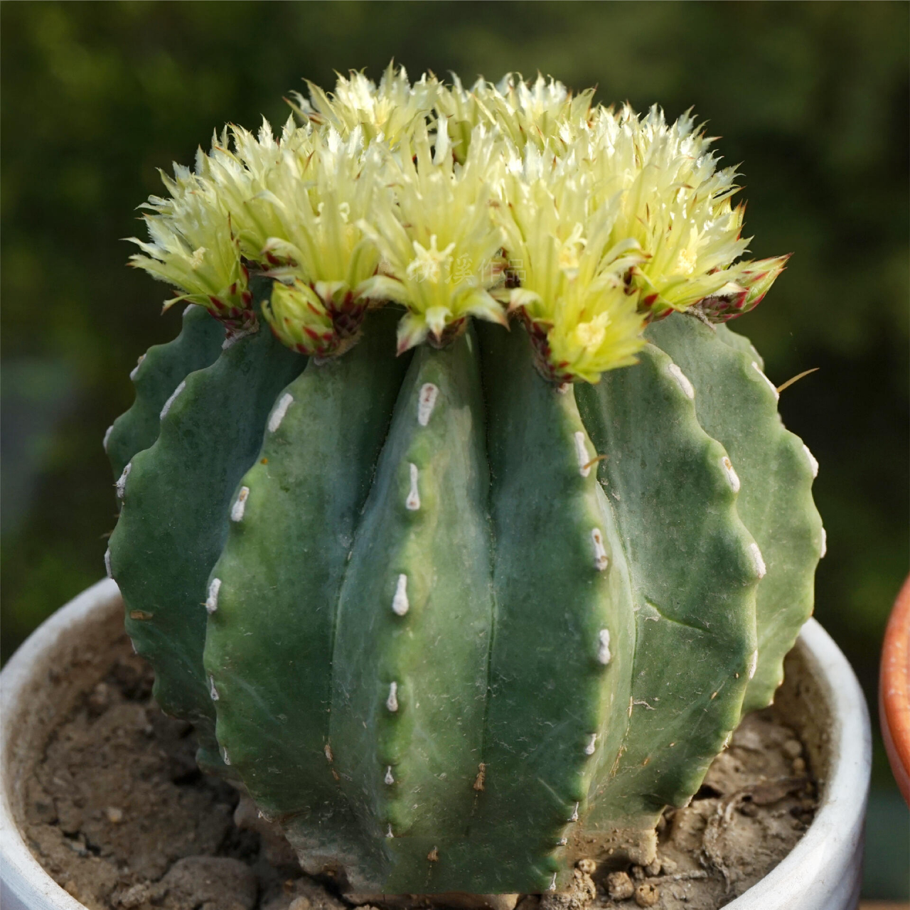 【仙人掌花谱044】 91无刺王冠龙是仙人掌科强刺球属王冠龙的无刺