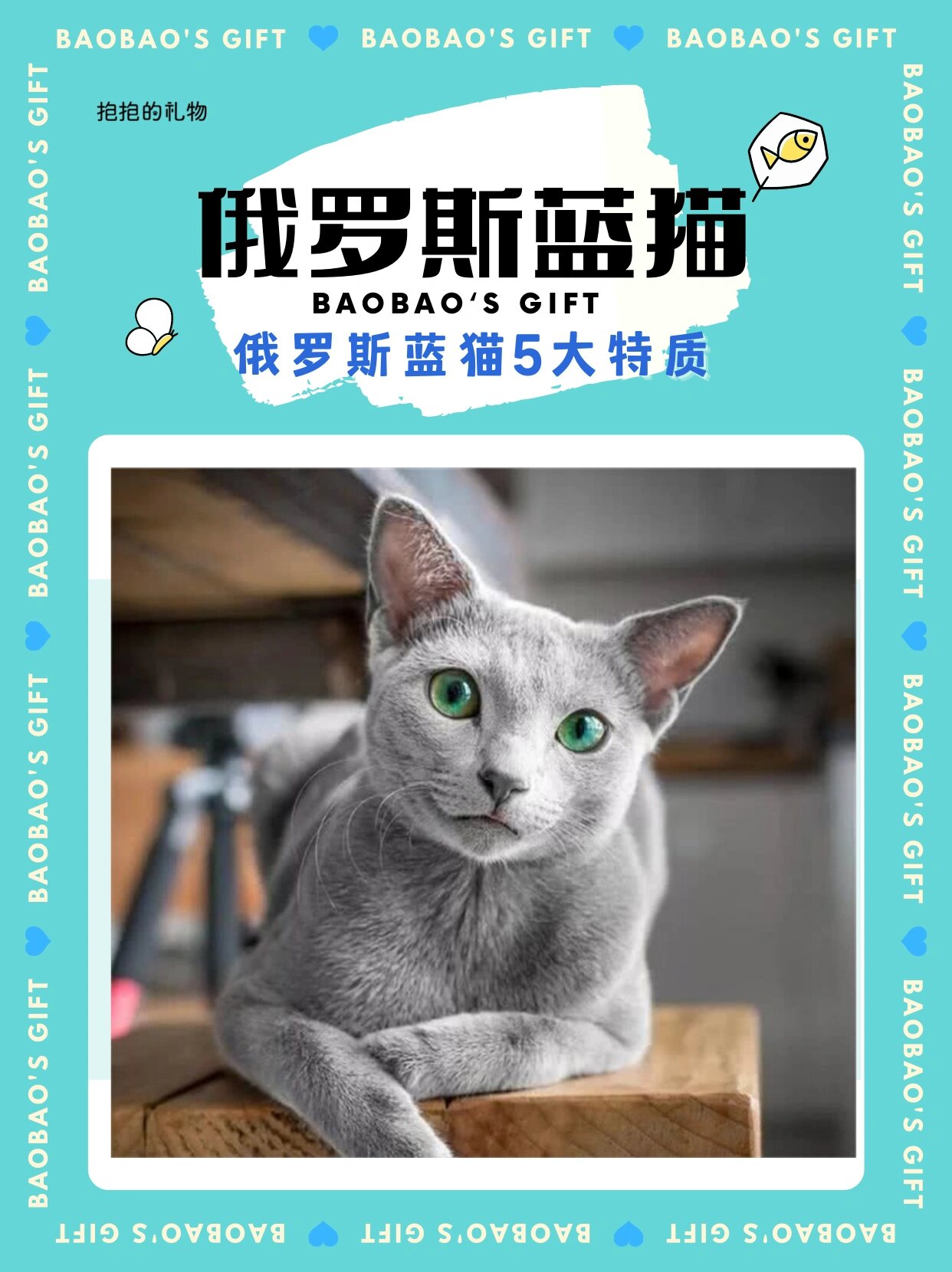 俄罗斯蓝猫9269895大特质99原来蓝猫真的是97