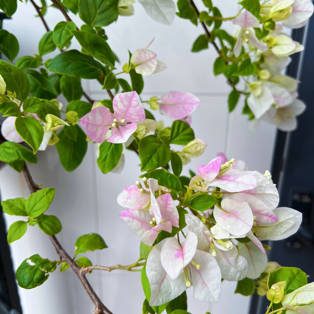 广红樱,一不小心就爆花的三角梅品种.