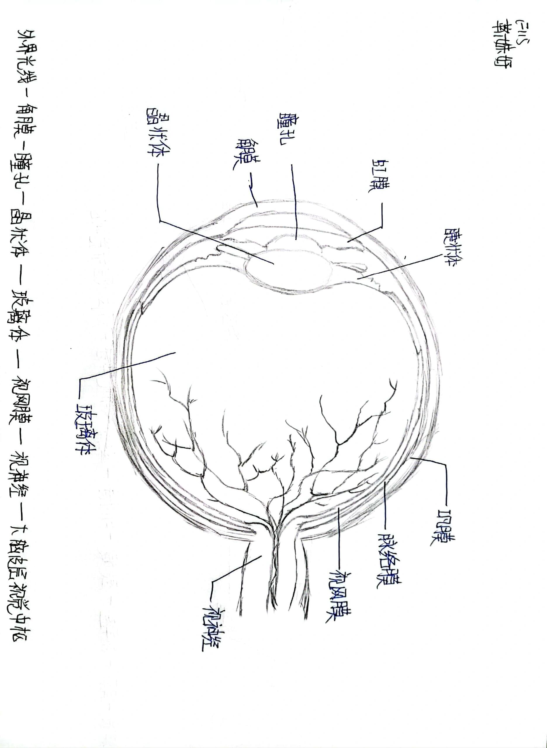 眼球和耳的结构