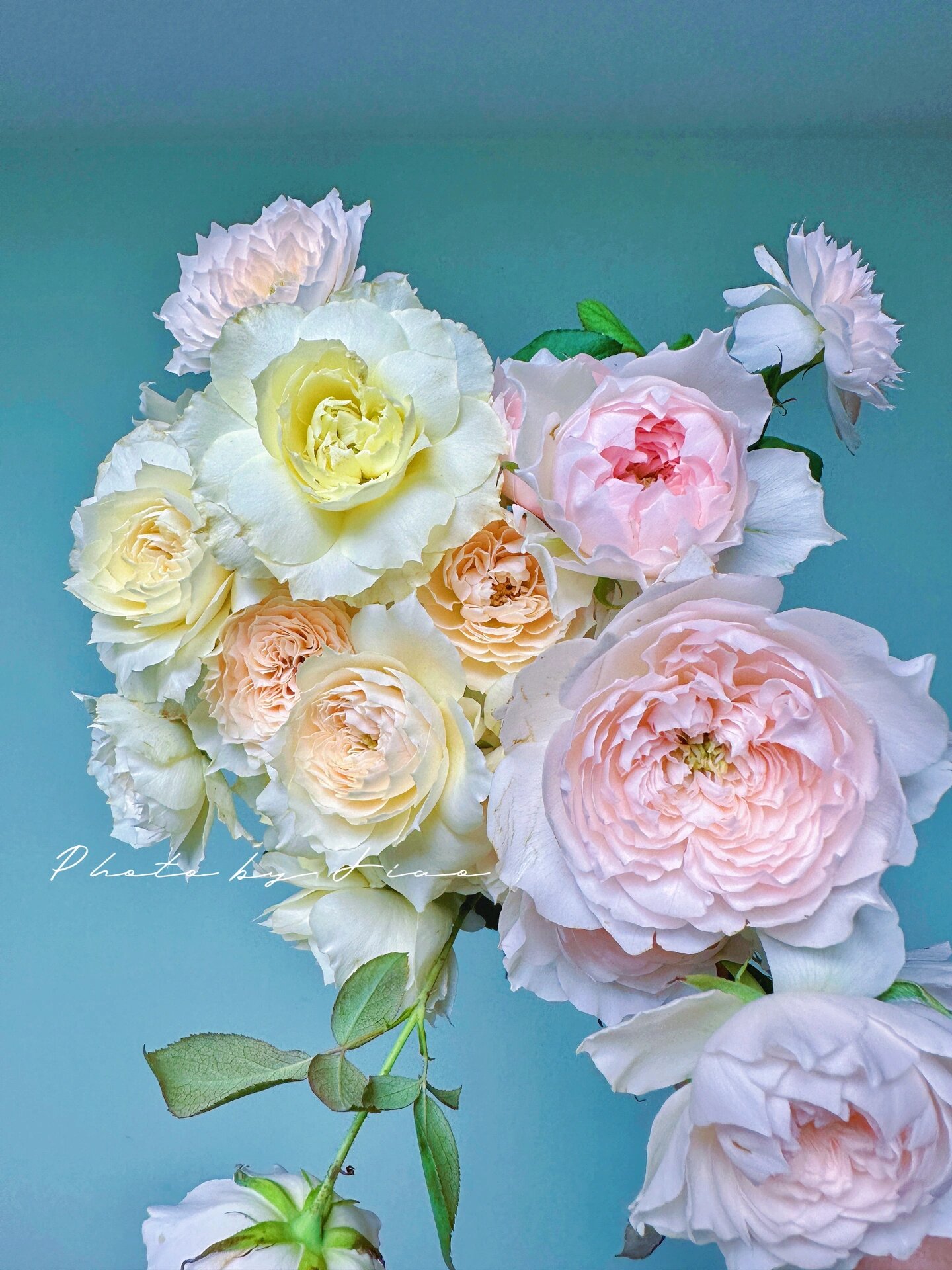 歌剧皇后月季/ 家书月季 简艺玫瑰园