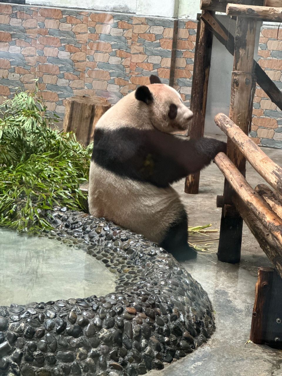 青岛动物园的明星大熊猫 缘小一脱成名 睡觉好可爱,一条腿搭在木架子