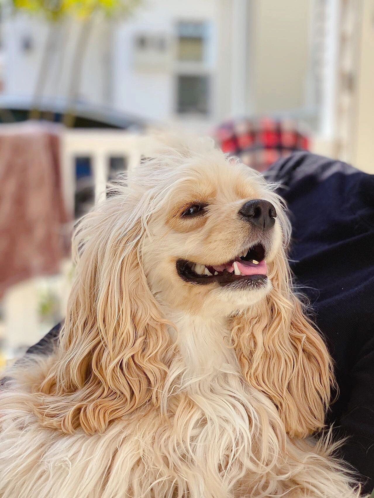 大耳狗狗 monica 长毛犬的乐趣 从第一眼看到它时就被它的大耳朵吸引!