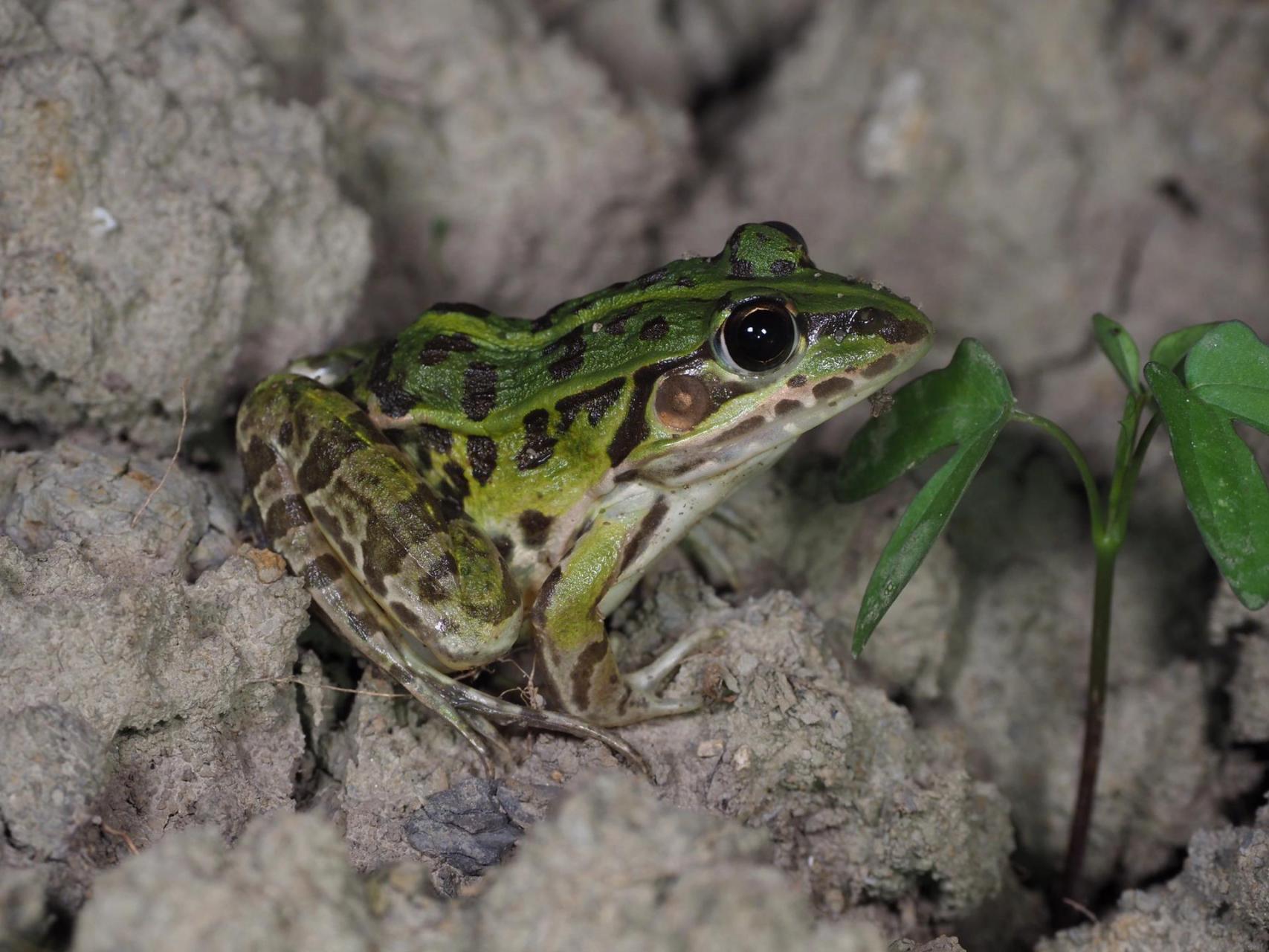苏州物种科普|田鸡 黑斑侧褶蛙 (pelophylax nigromaculatus) 【观察