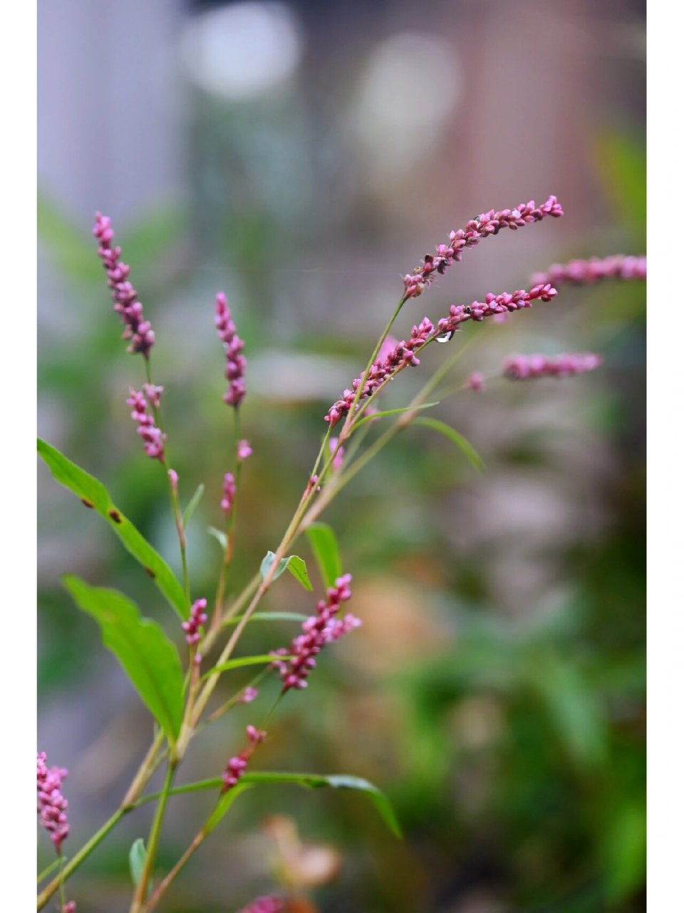 蓼花读音图片