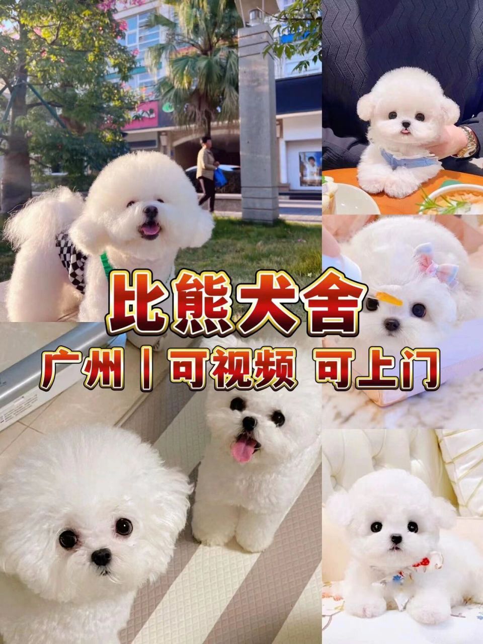 比熊幼犬多少钱一只?