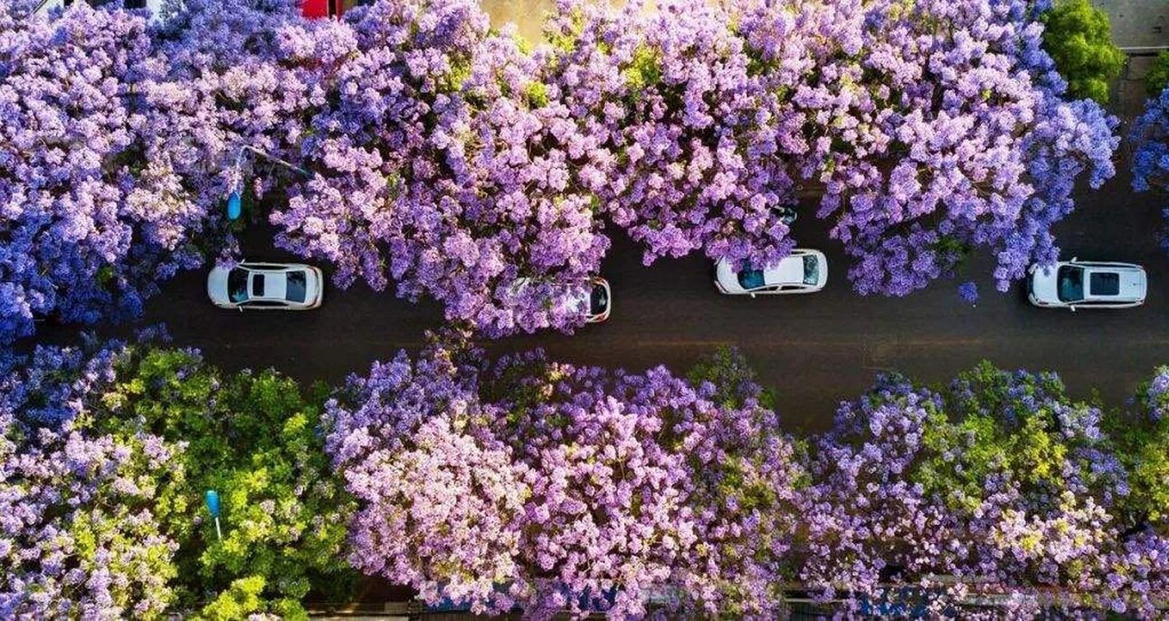 蓝花楹主题公园 昆明网红大道,昆明蓝花楹拍照最好看的地方,长约两