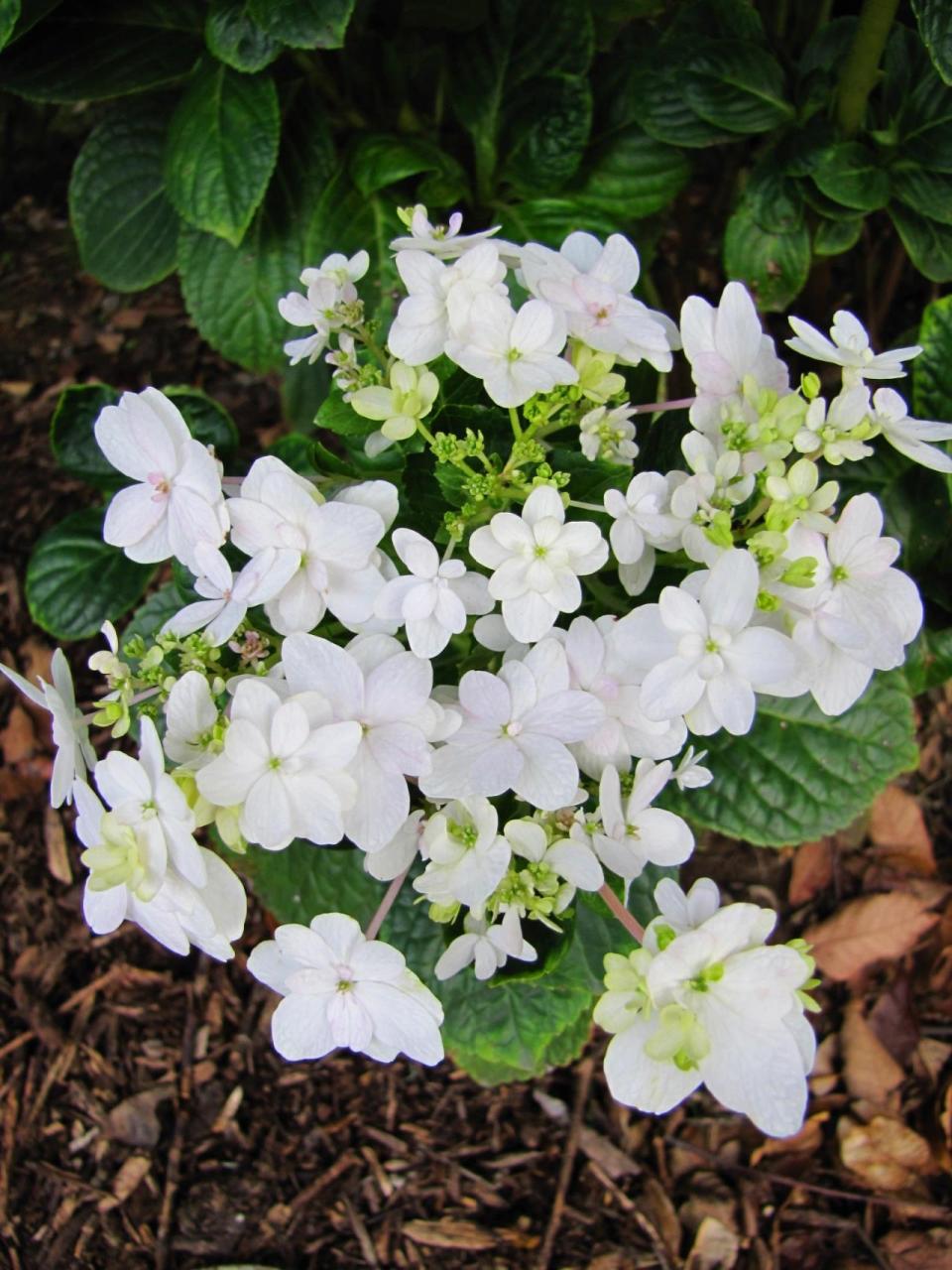 琼花的叶和根可作药用 琼花的叶和根可作药用,江西民间用叶治疟疾;用