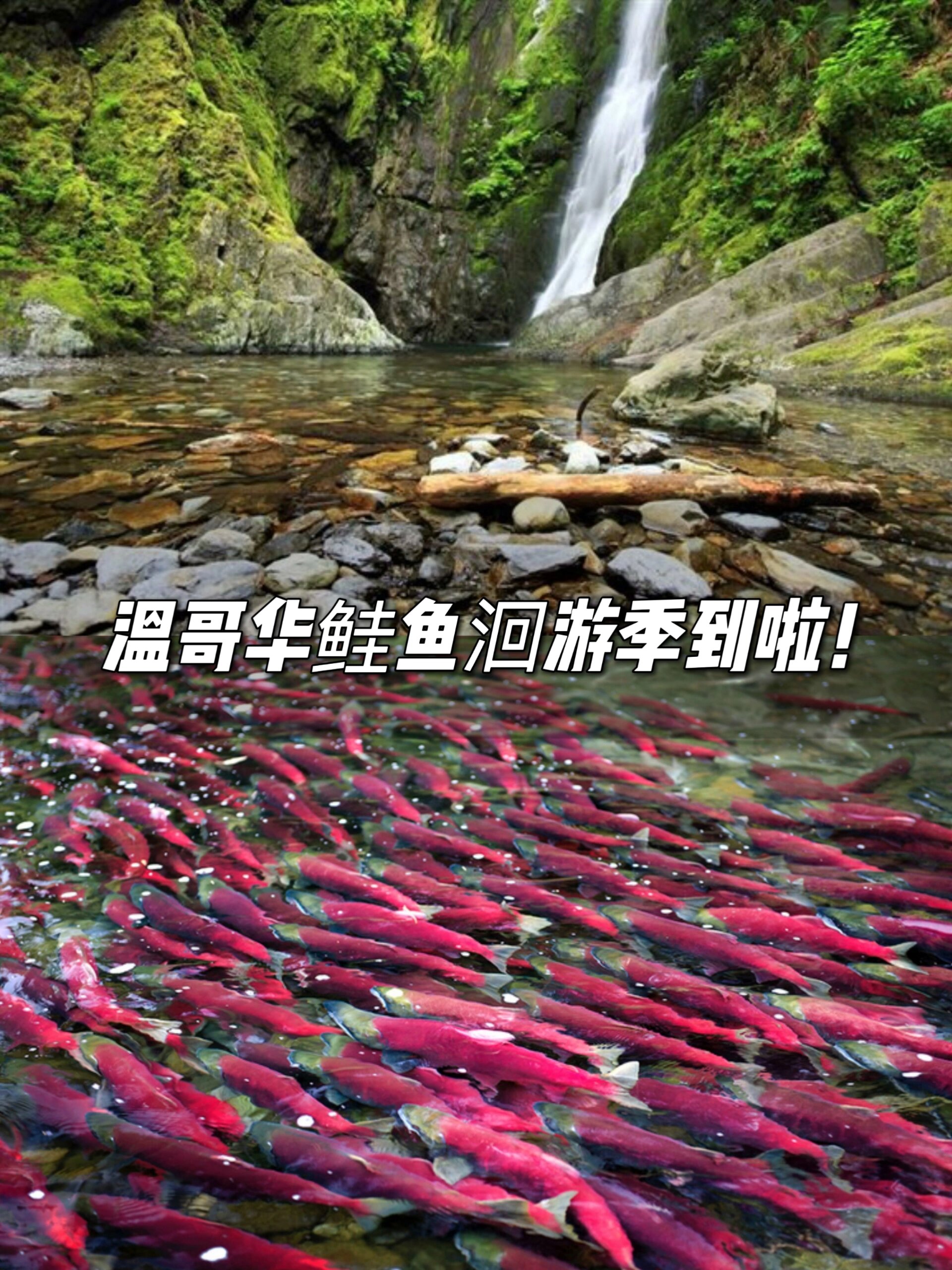 温哥华鲑鱼洄游季到啦!