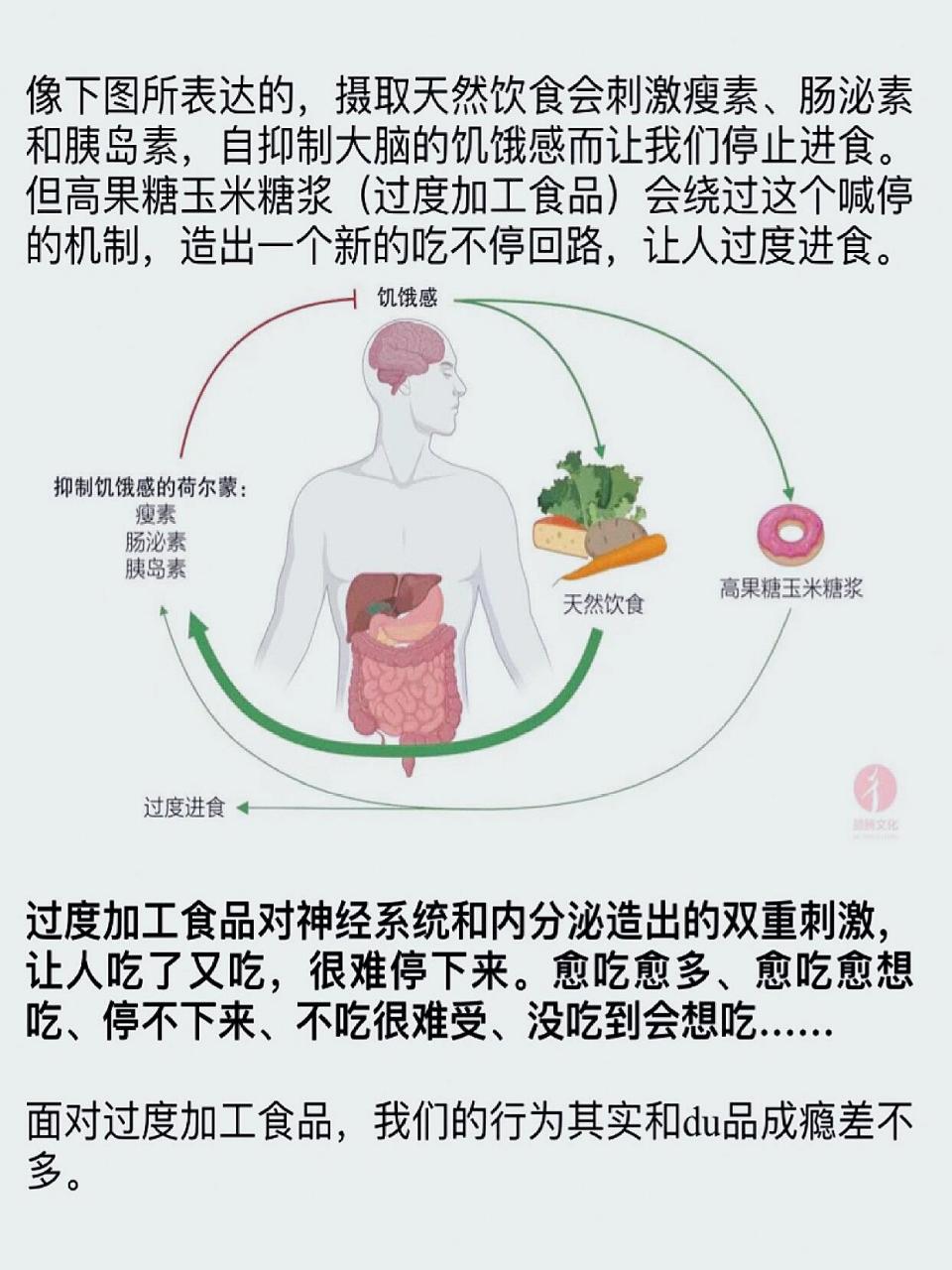 人体中与饥饿感相关的两大激素是饥饿素和瘦素