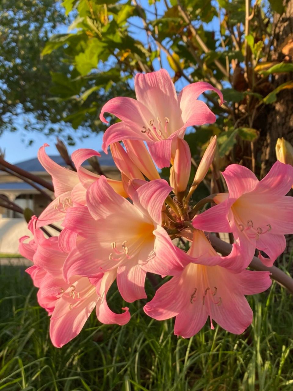 南非孤挺花 南非孤挺花 学名:amaryllis belladonna 英文俗称:jersey