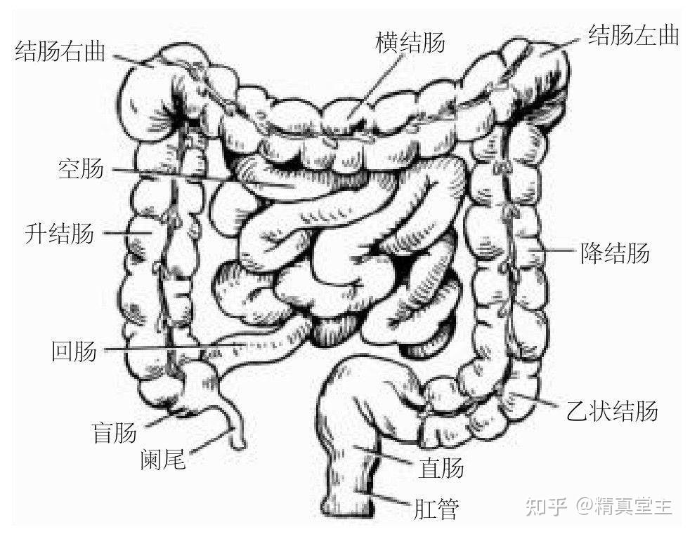 回肠位置图片