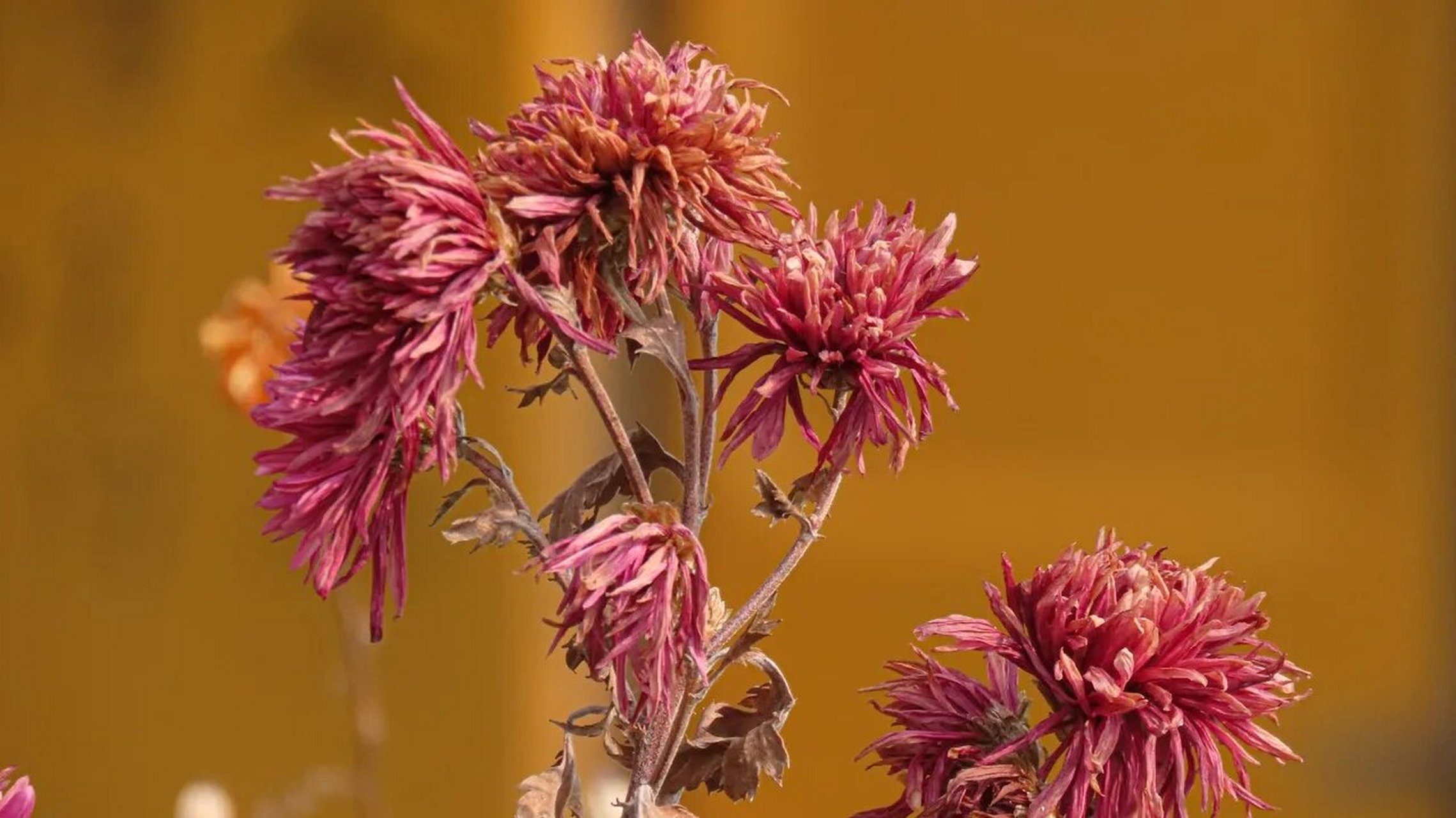 菊残犹有傲霜枝 菊残犹有傲霜枝