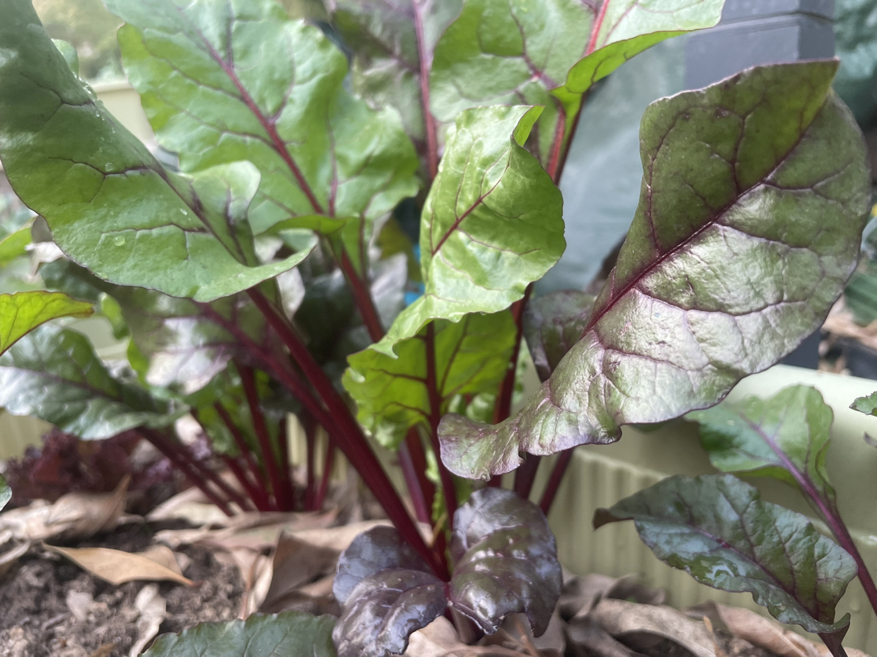 这红根达菜是一种很好养的菜 第一次种这菜,感觉不需要我多用心,它就