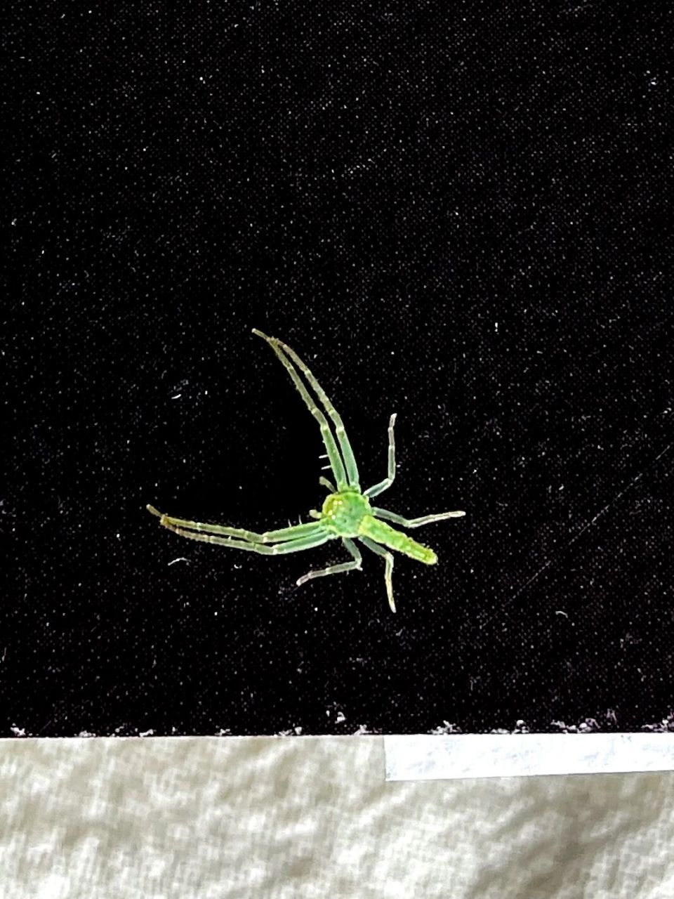 「生命」 前不久在家发现的绿色小蜘蛛  全身透透的翠绿让我感觉很