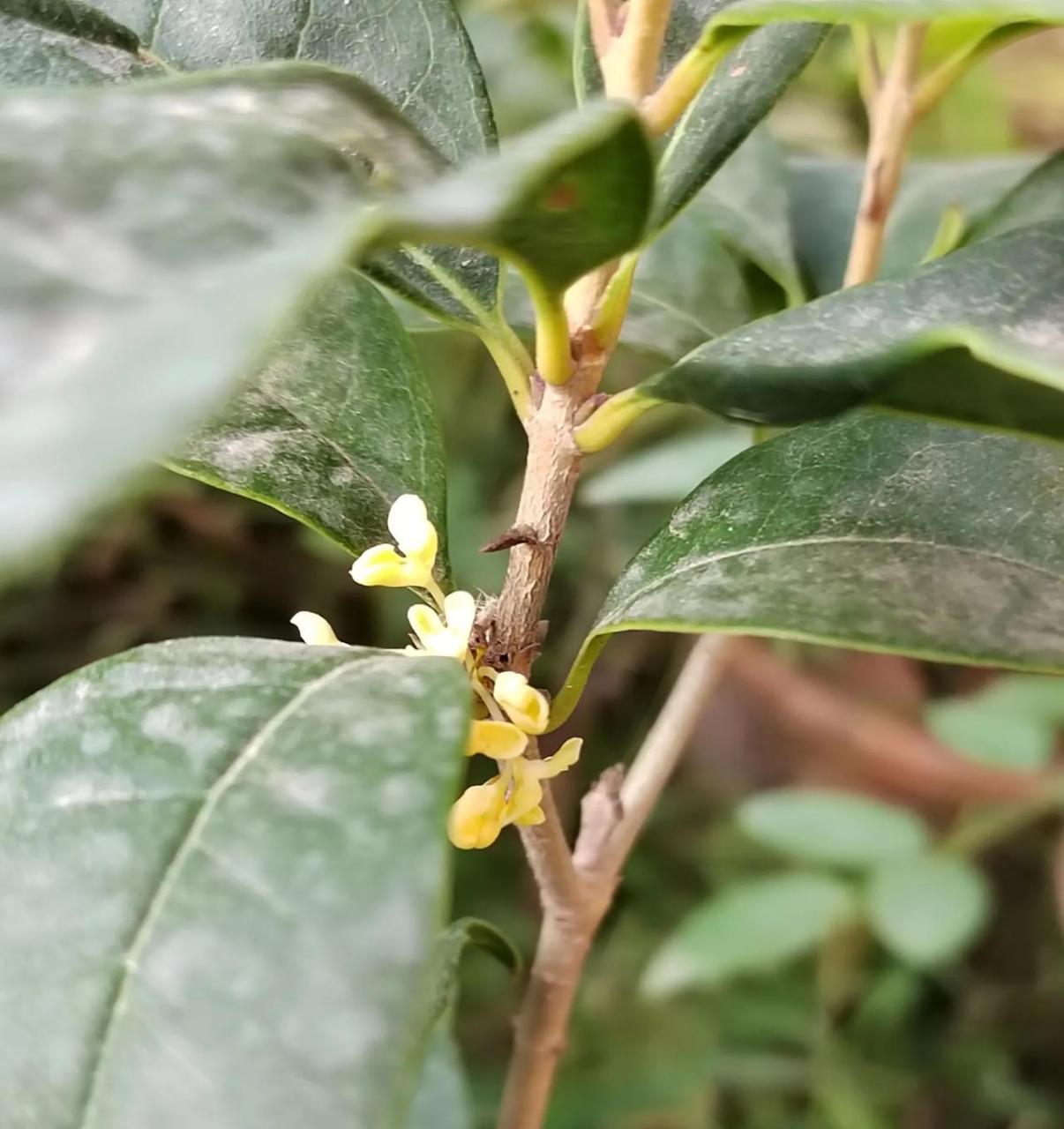 桂花为什么不开花(桂花为什么不开花代表啥)