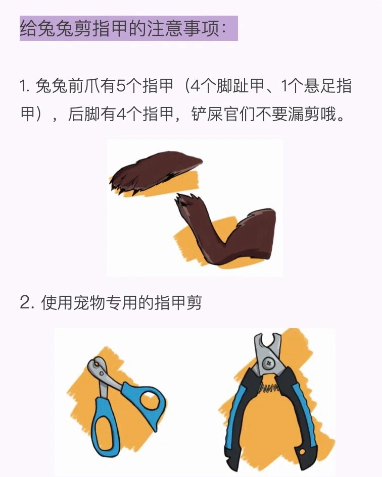 兔兔百科36|给兔兔92剪指甲 兔子指甲需要每1到2个月修剪一次.