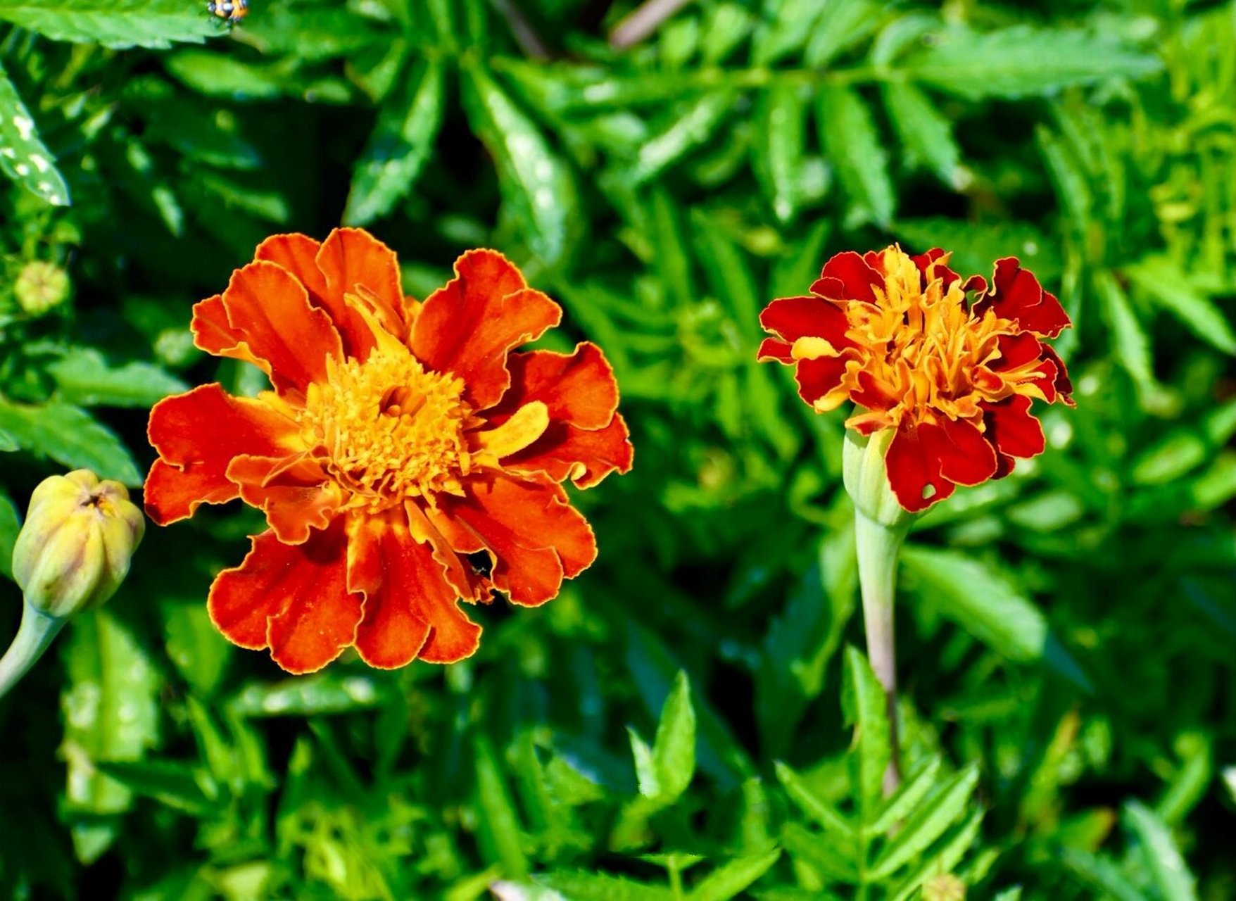 外秀惠中的孔雀草(万寿菊) 这让人惊艳的美,不仅吸引各种昆虫,也深深