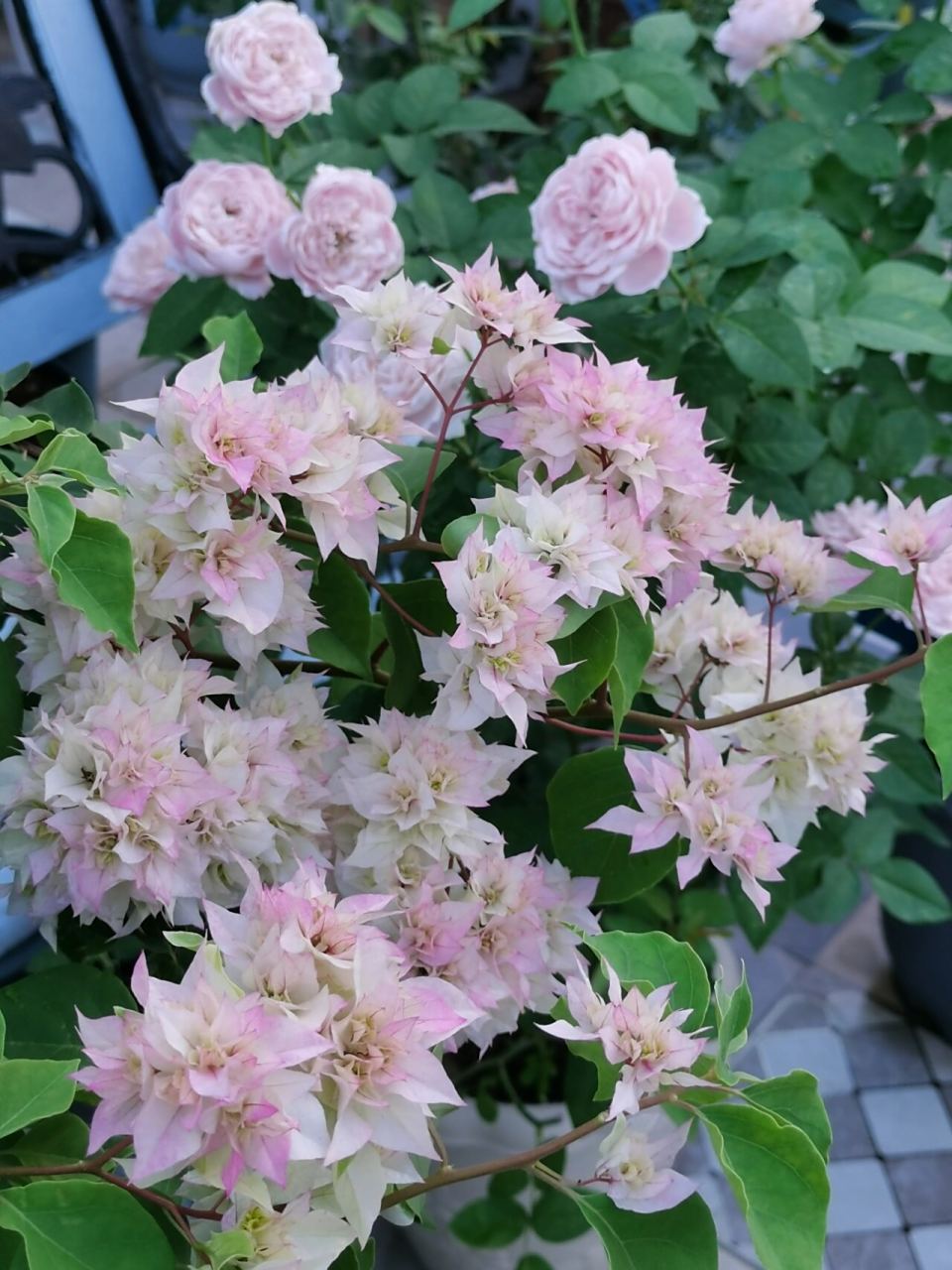 重瓣三角梅怡景/怡锦