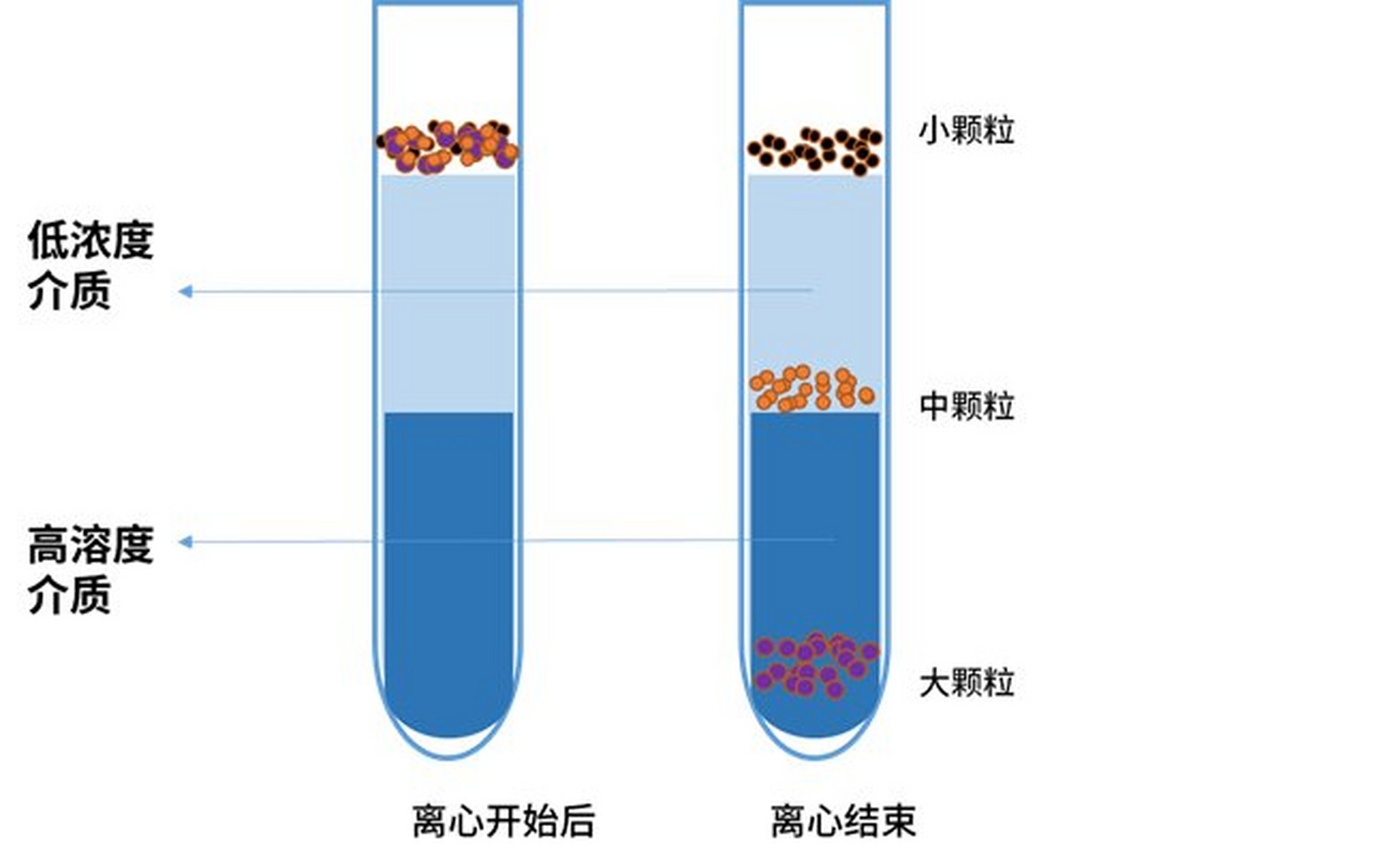 细胞离心图片