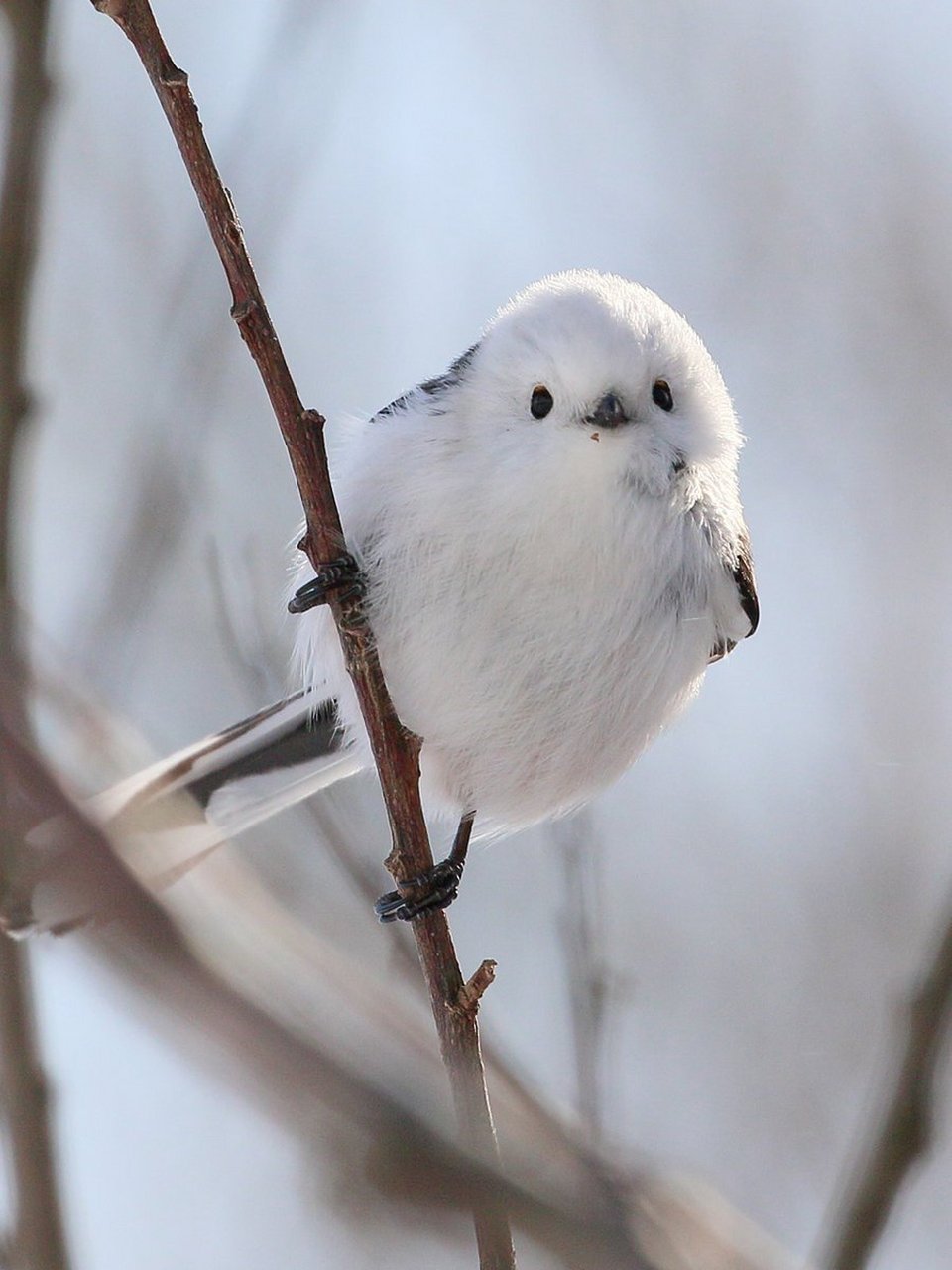 北长尾山雀真的是肥啾中的佼佼者